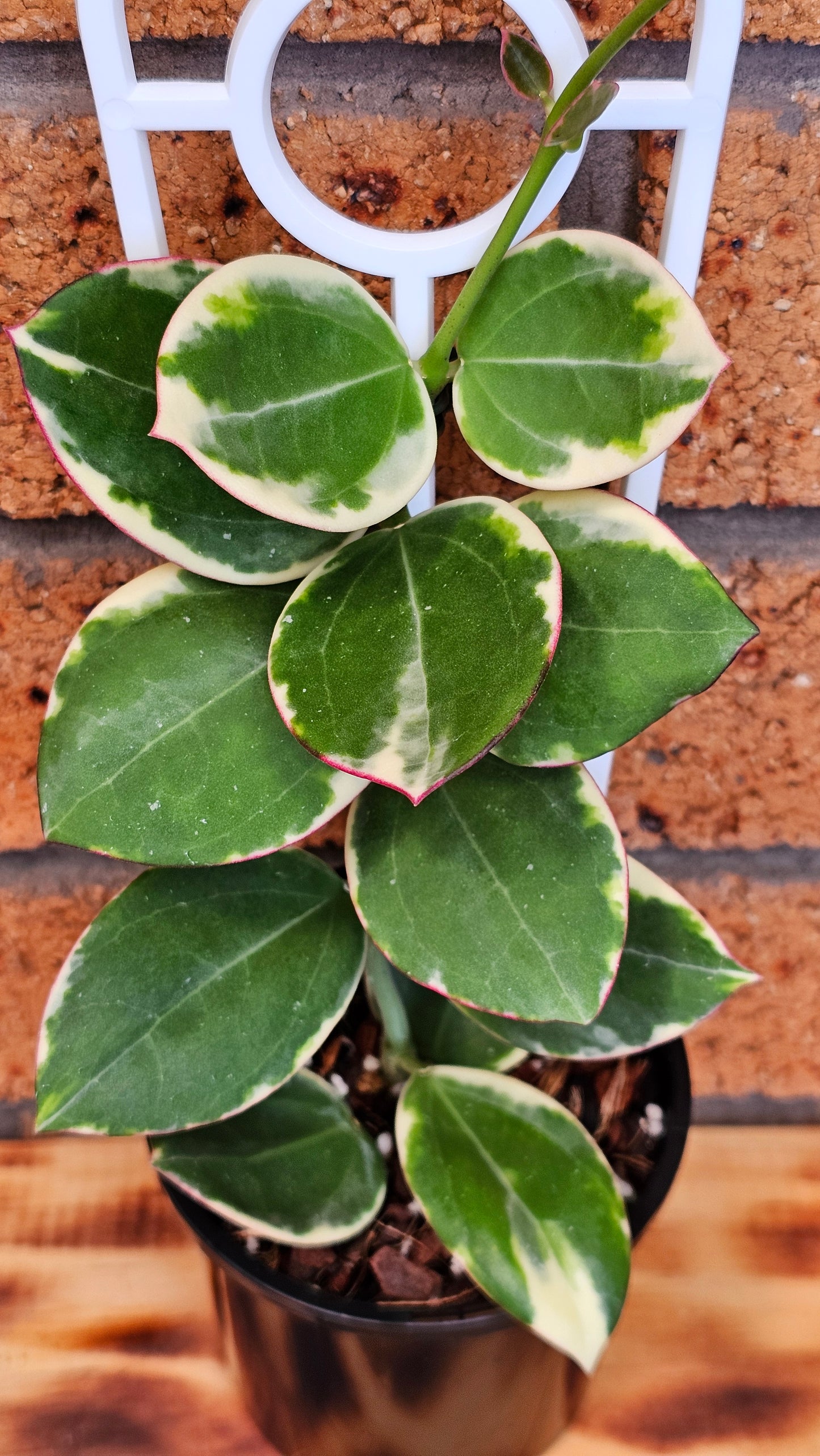 💥💫 Hoya Sp Para Albomarginata 💫💥#2