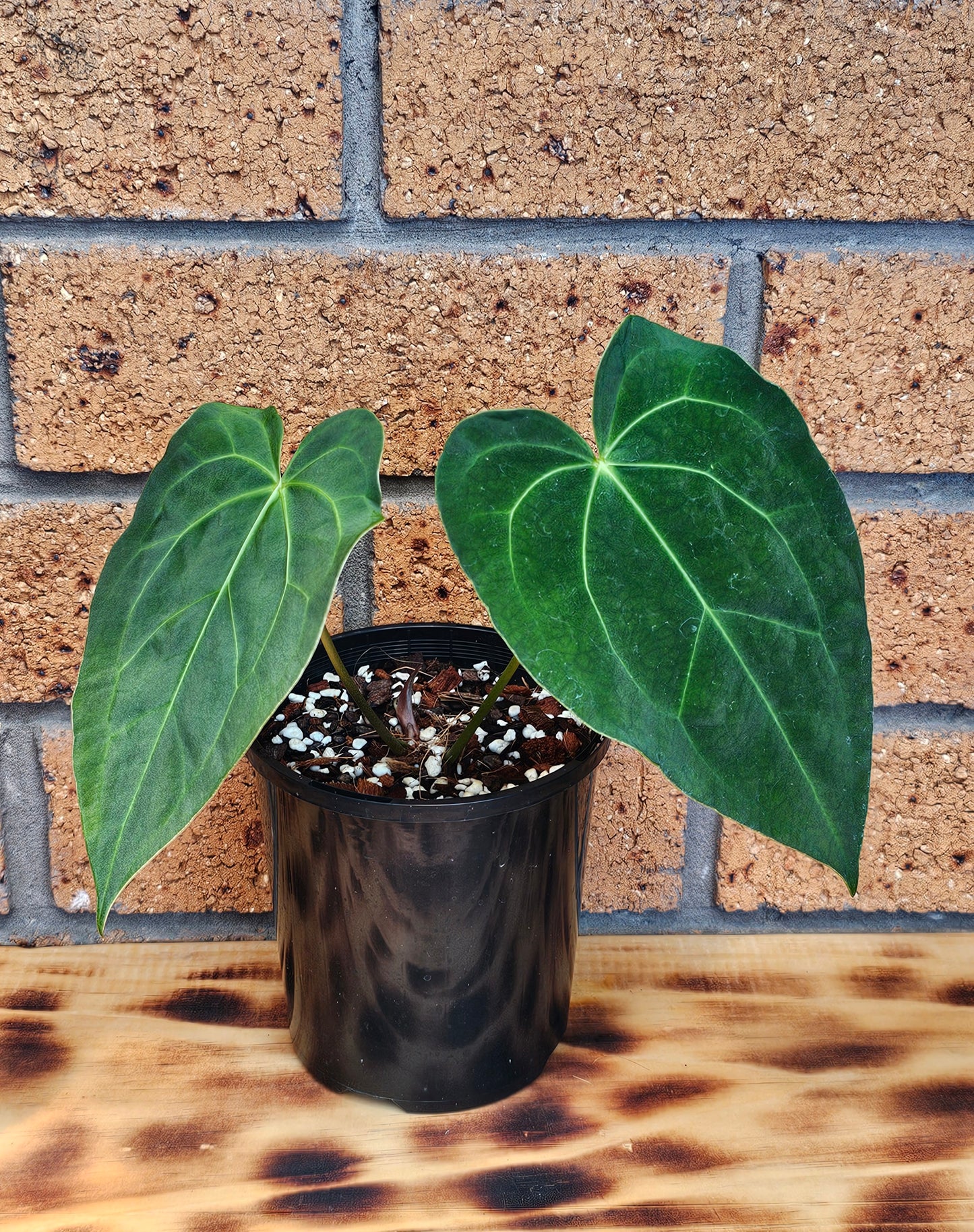 💥Anthurium Dark Complex Hybrid 💥