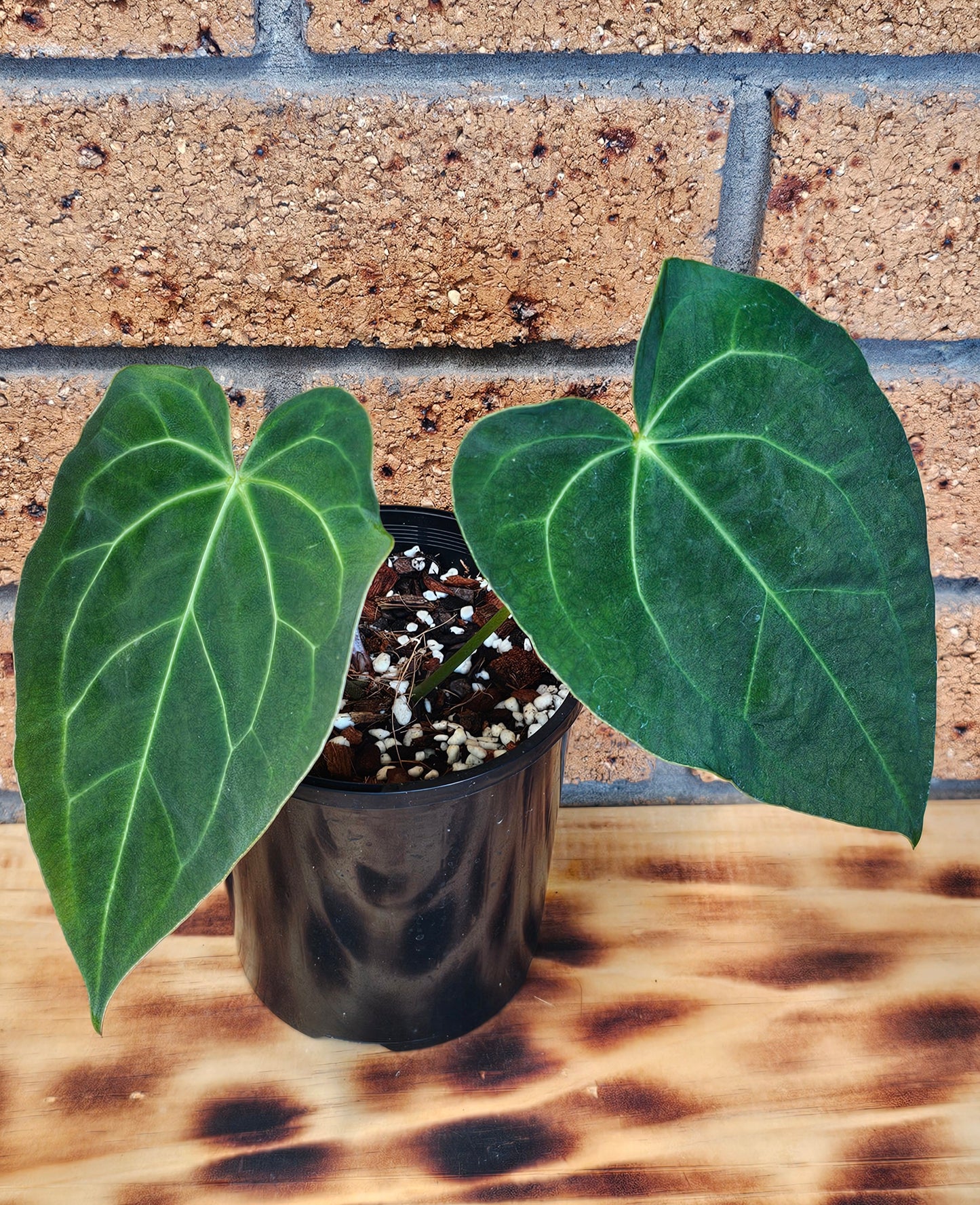 💥Anthurium Dark Complex Hybrid 💥