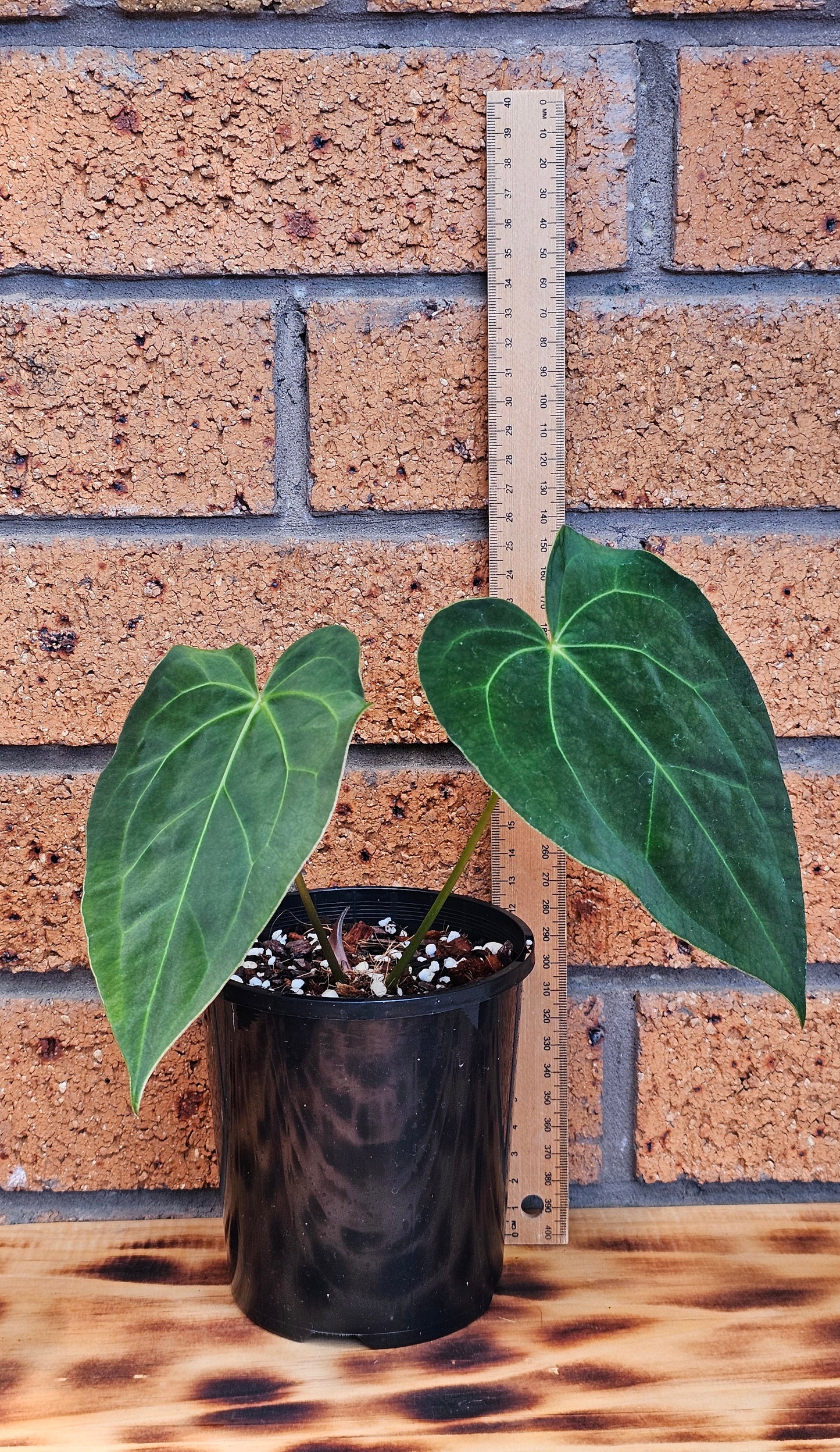 💥Anthurium Dark Complex Hybrid 💥