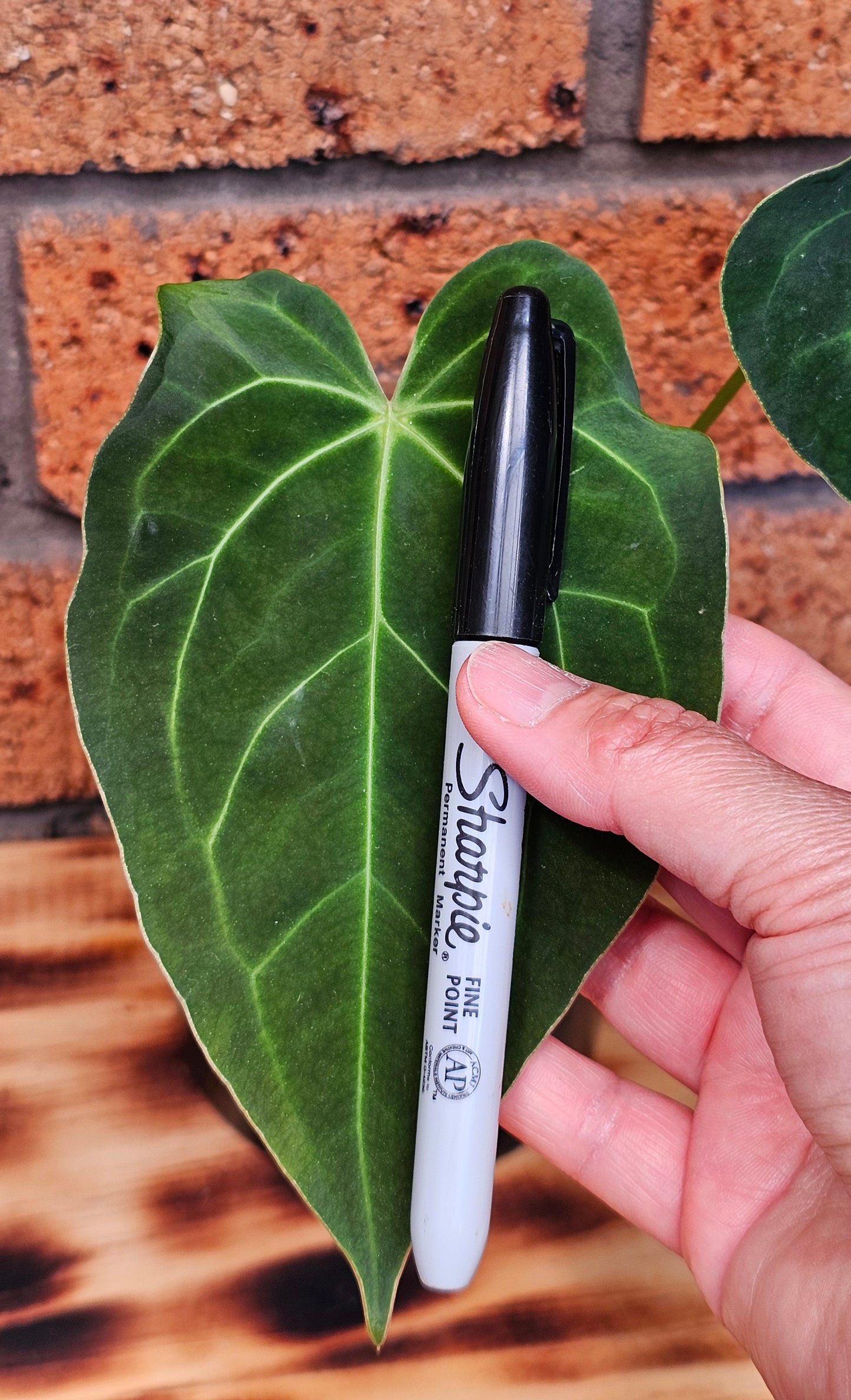 💥Anthurium Dark Complex Hybrid 💥