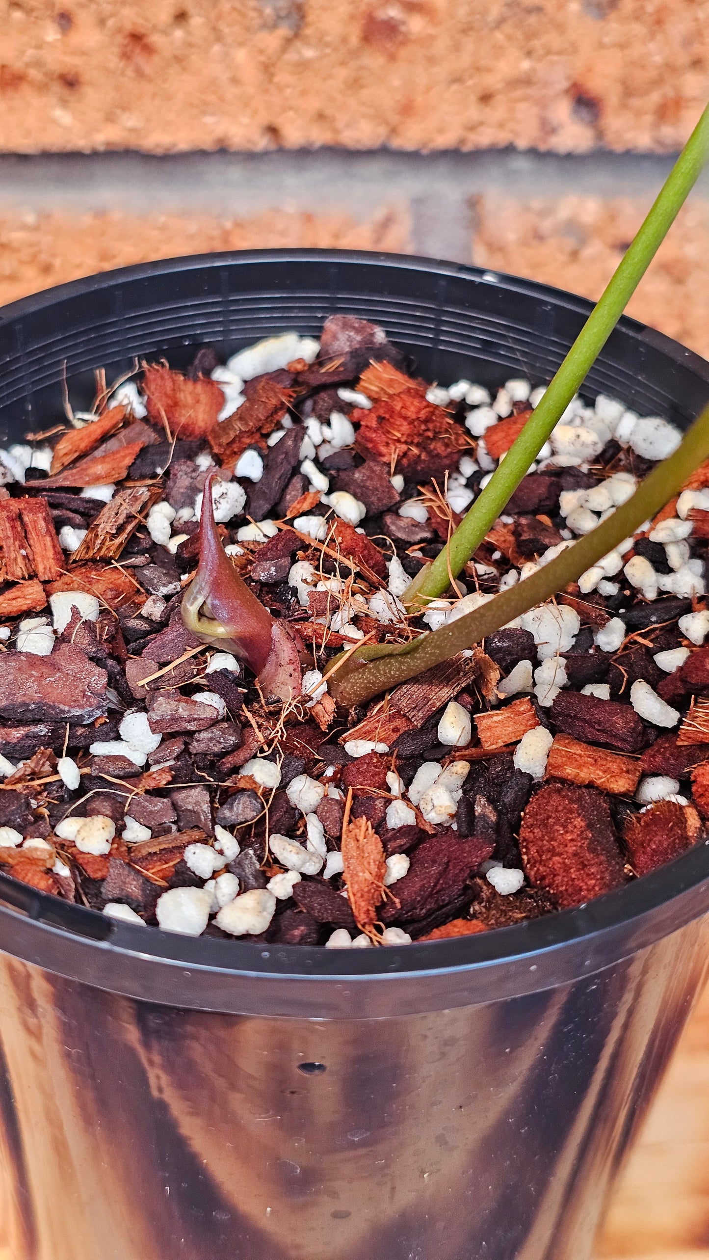 💥Anthurium Dark Complex Hybrid 💥