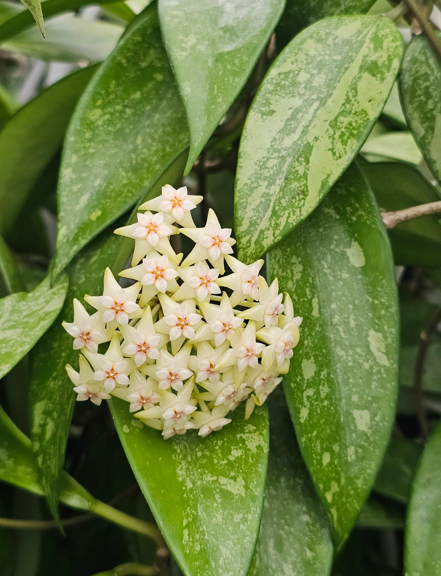 Hoya snow cui XQ 'High Silver Splash'