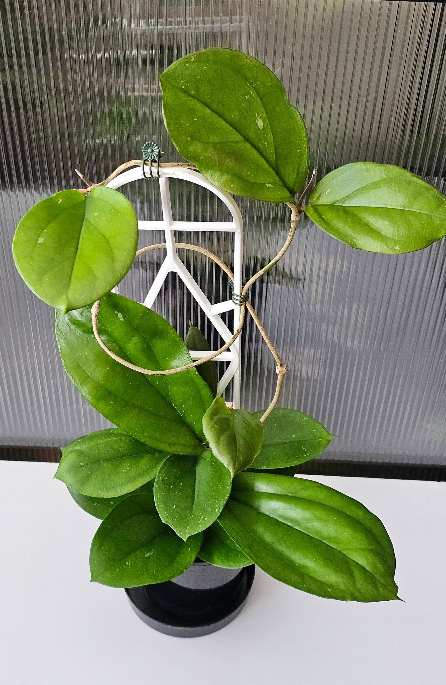 💫🌿 Hoya lambii 🌿💫