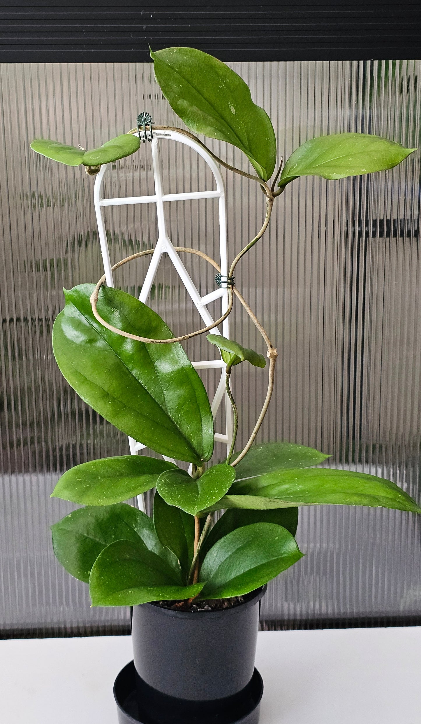 💫🌿 Hoya lambii 🌿💫