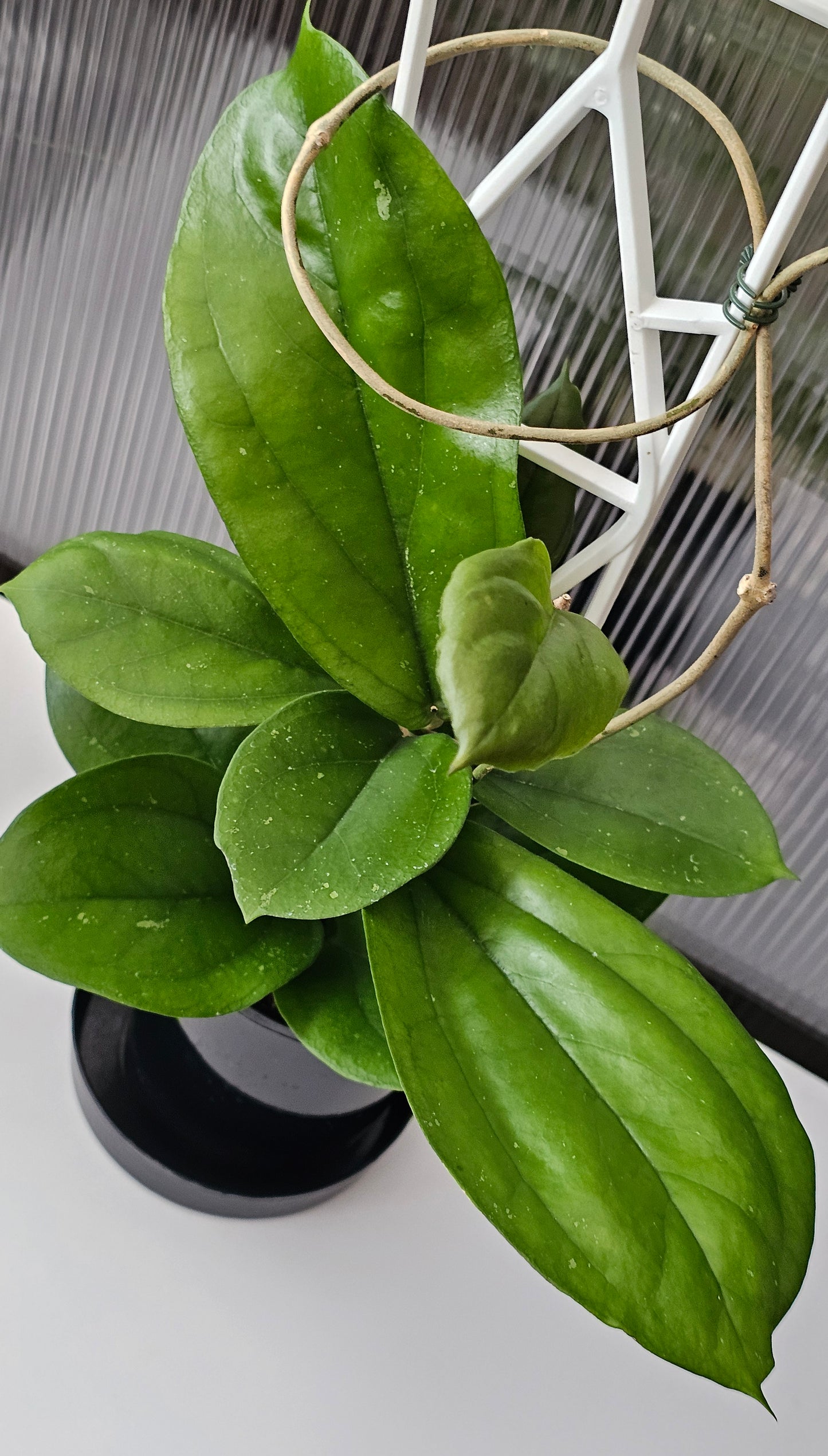 💫🌿 Hoya lambii 🌿💫