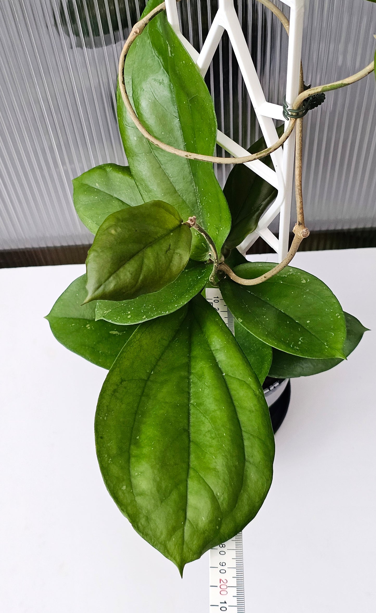 💫🌿 Hoya lambii 🌿💫