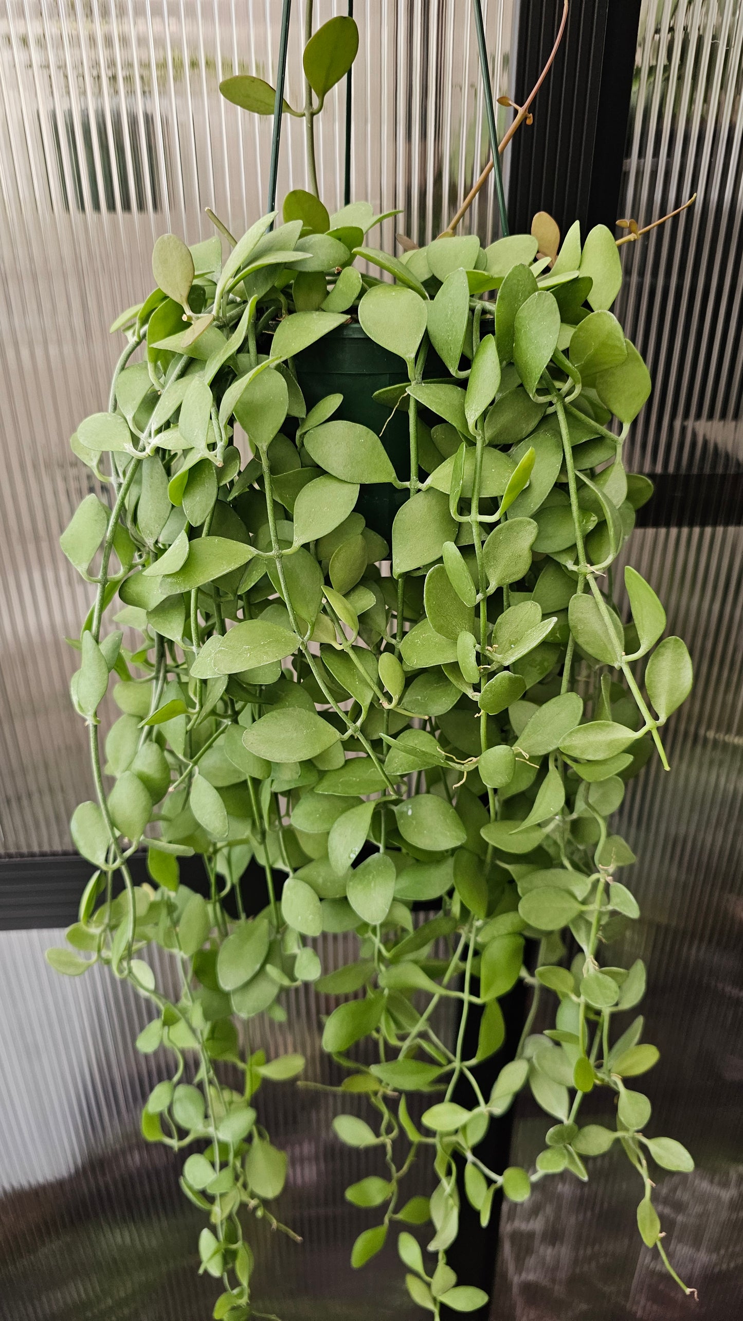 🪴 Dischidia 'Geri'🪴 (Basket)