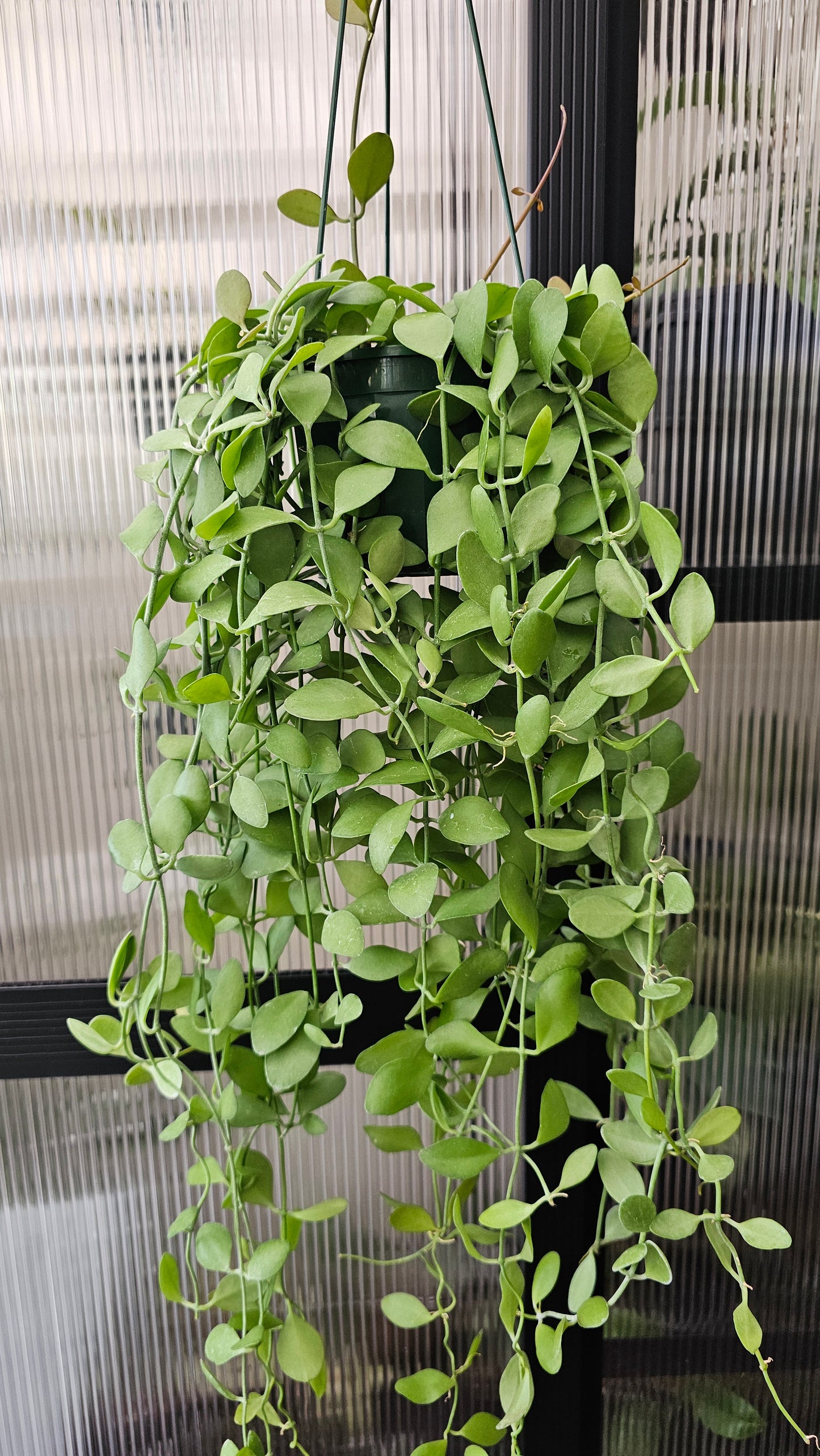 🪴 Dischidia 'Geri'🪴 (Basket)