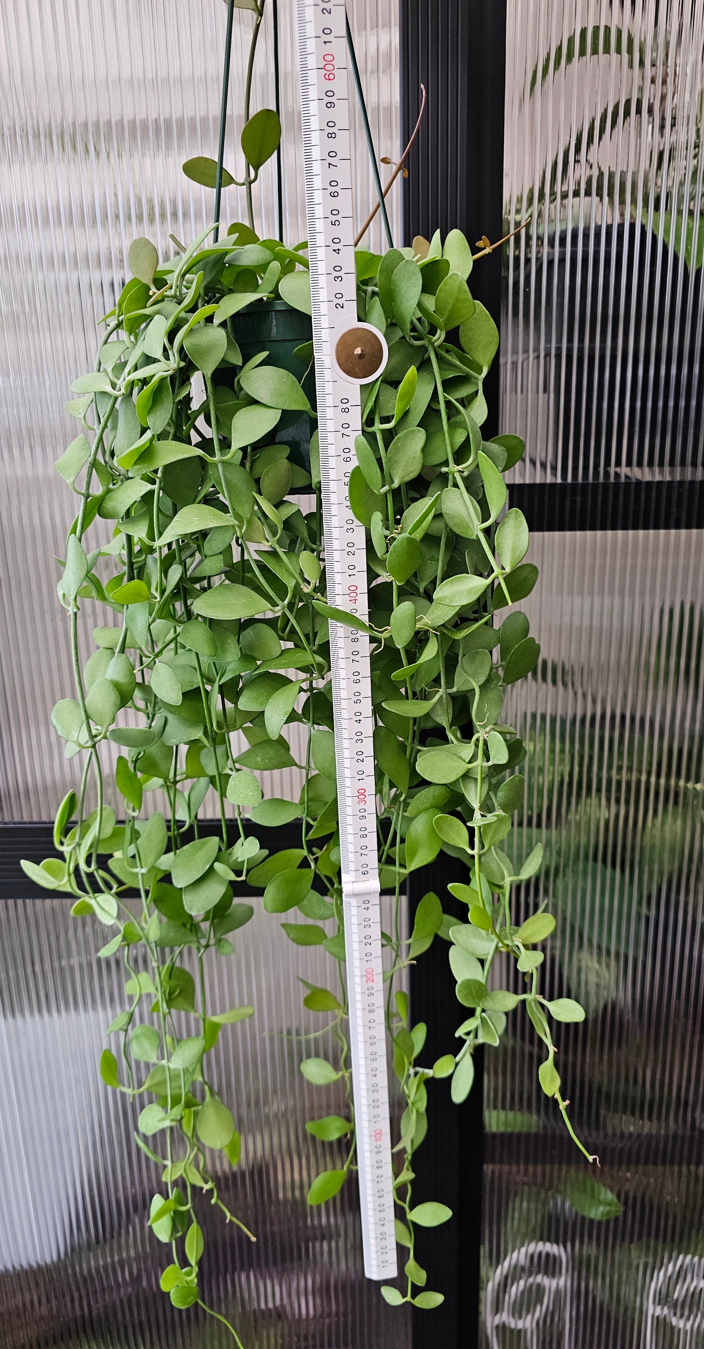 🪴 Dischidia 'Geri'🪴 (Basket)