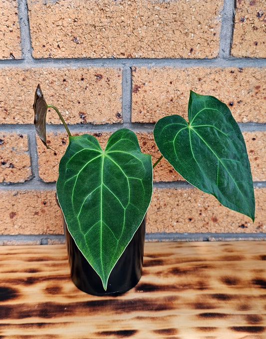 💥Anthurium Dark Complex Hybrid 💥