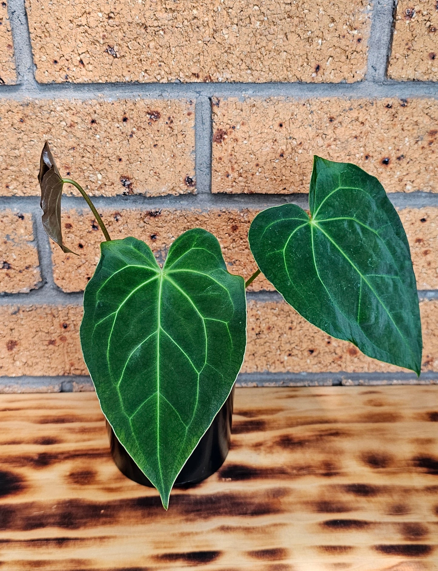 💥Anthurium Dark Complex Hybrid 💥