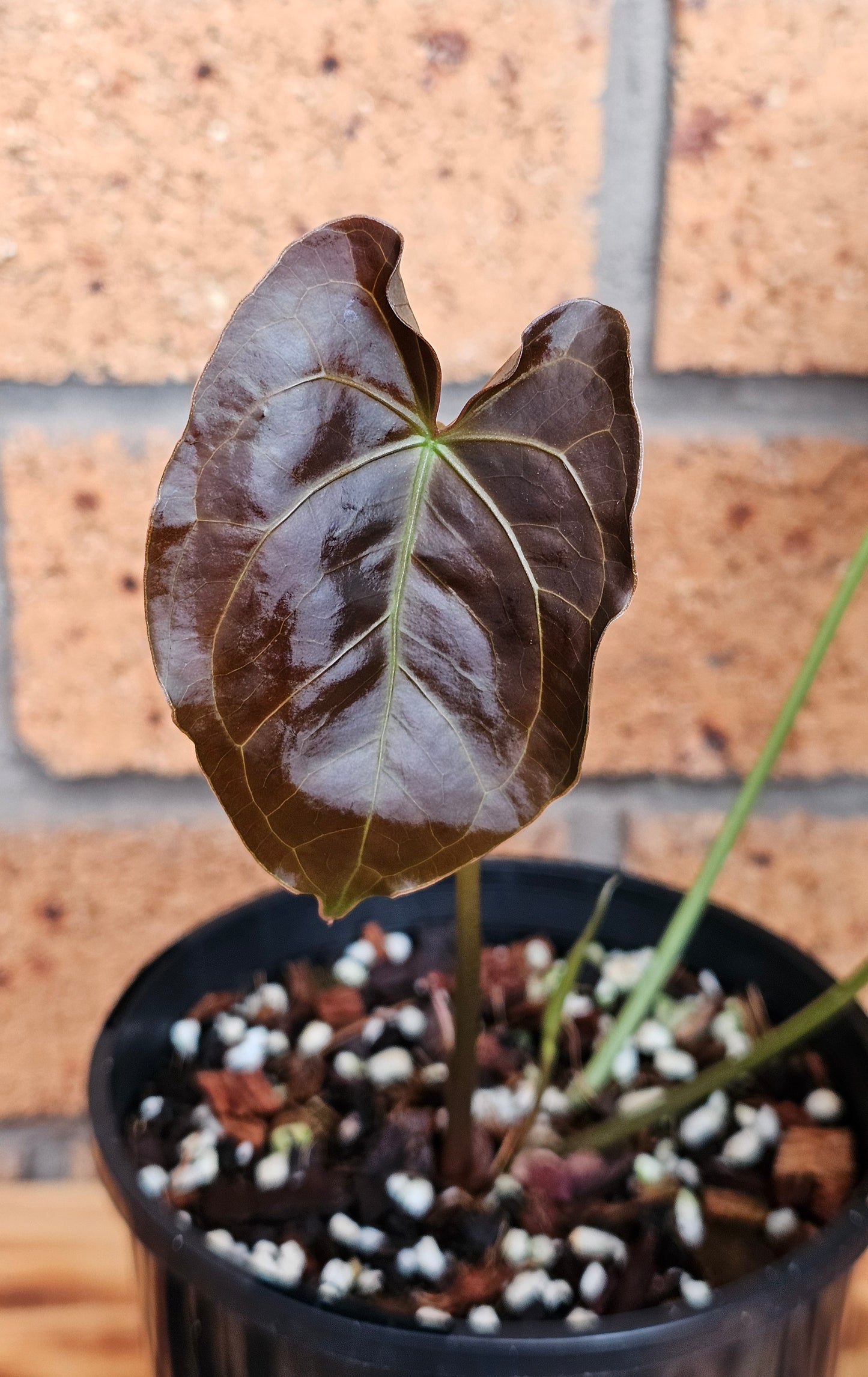 💥Anthurium Dark Complex Hybrid 💥