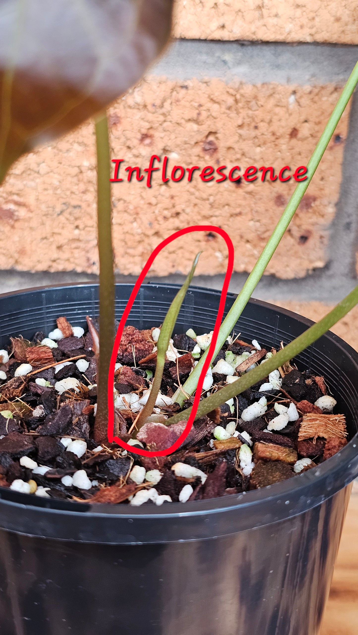 💥Anthurium Dark Complex Hybrid 💥