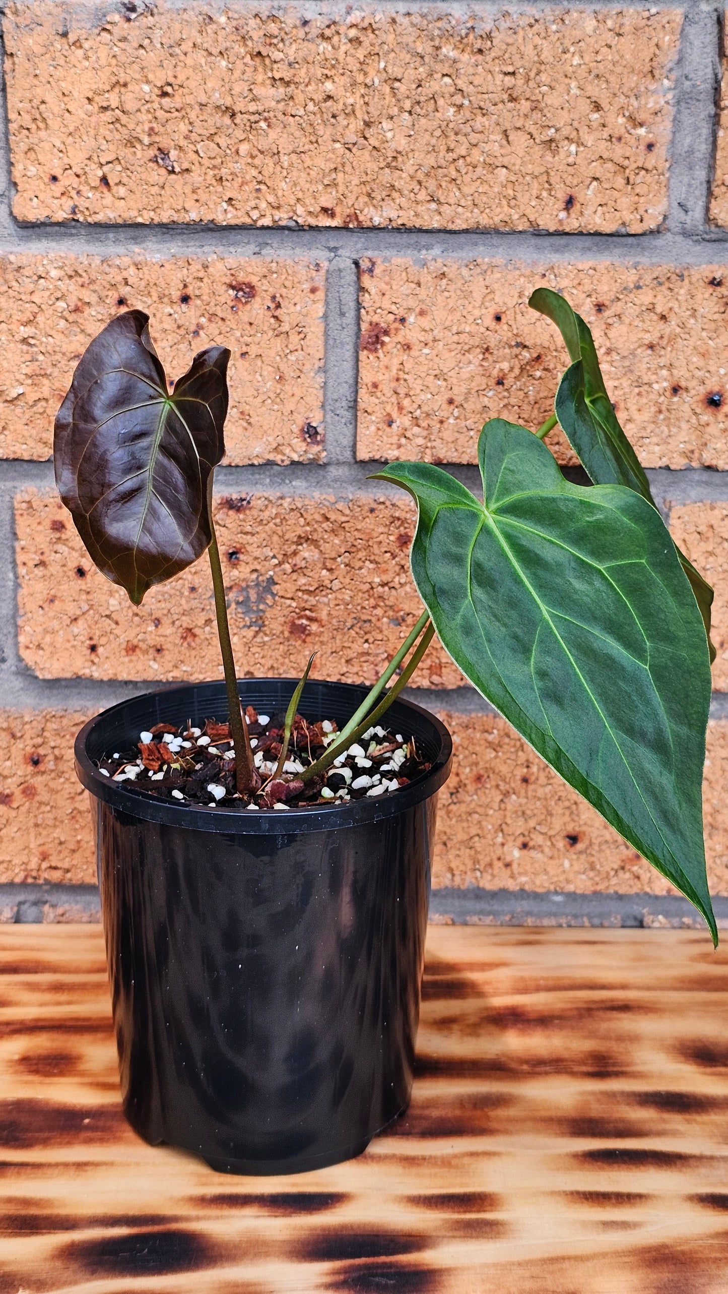 💥Anthurium Dark Complex Hybrid 💥