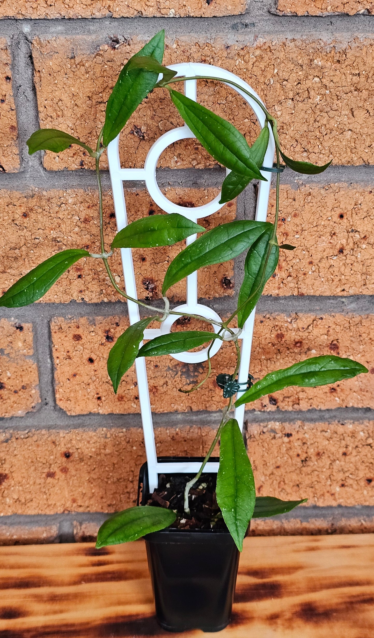 💥💫Hoya rigidifolia💫💥