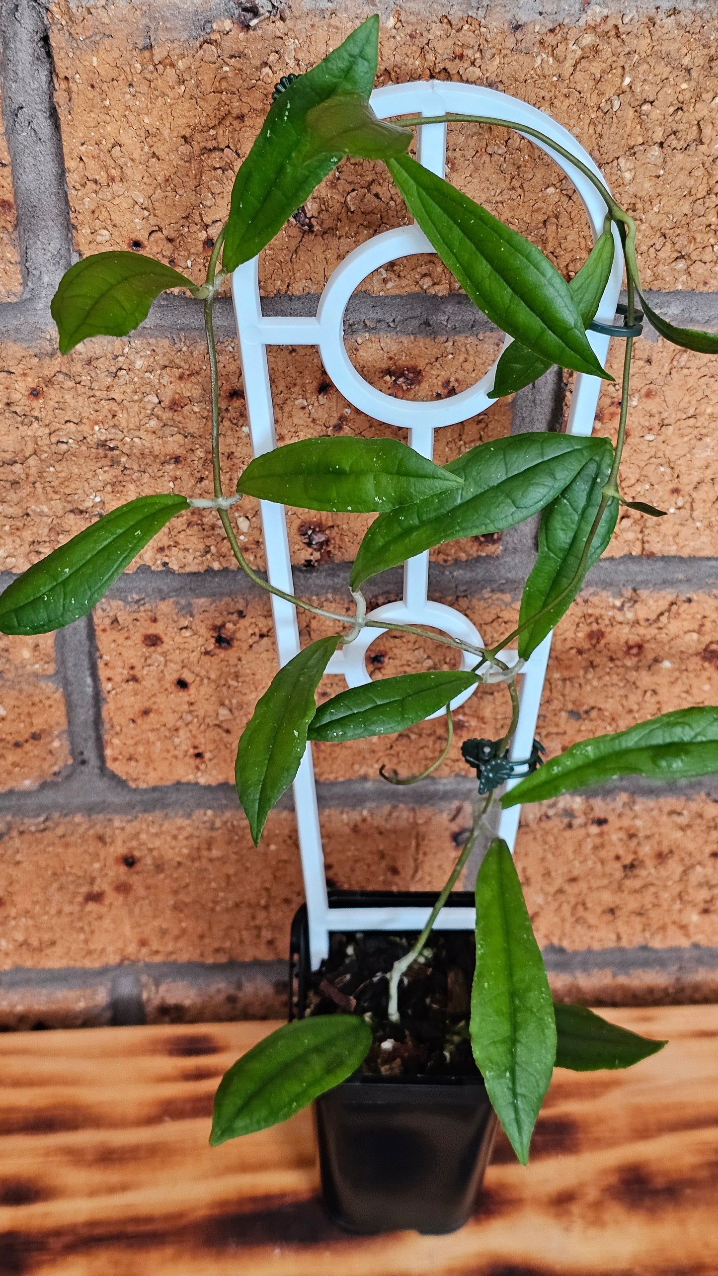 💥💫Hoya rigidifolia💫💥