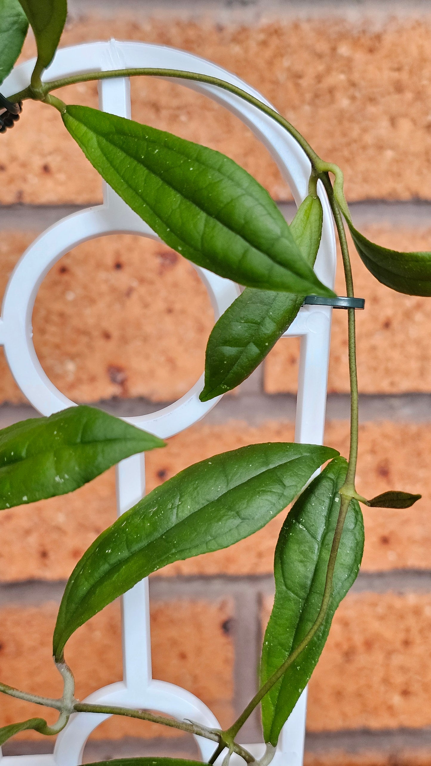 💥💫Hoya rigidifolia💫💥