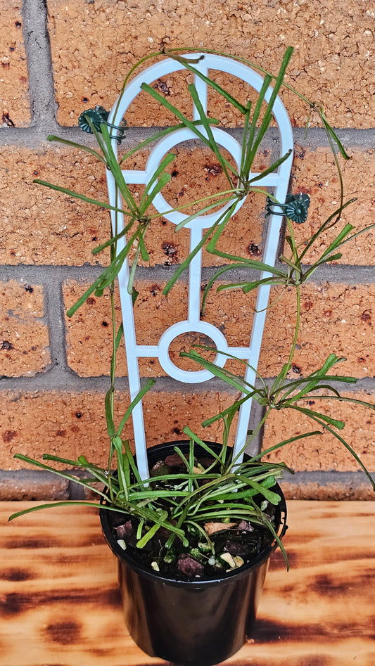 💥Hoya retusa 💥