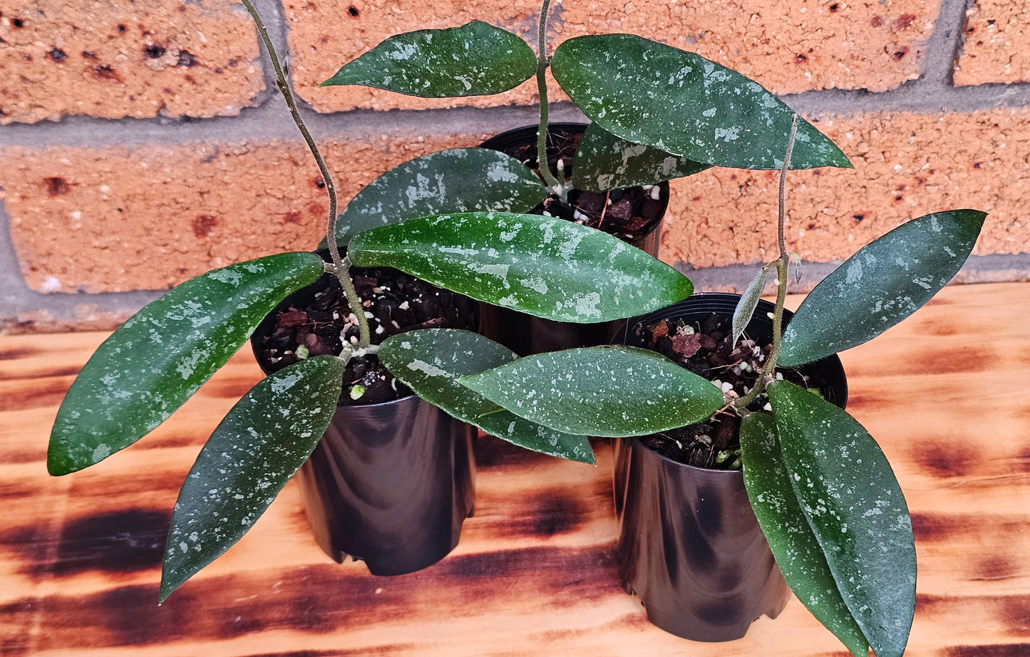 Hoya phuwuaensis