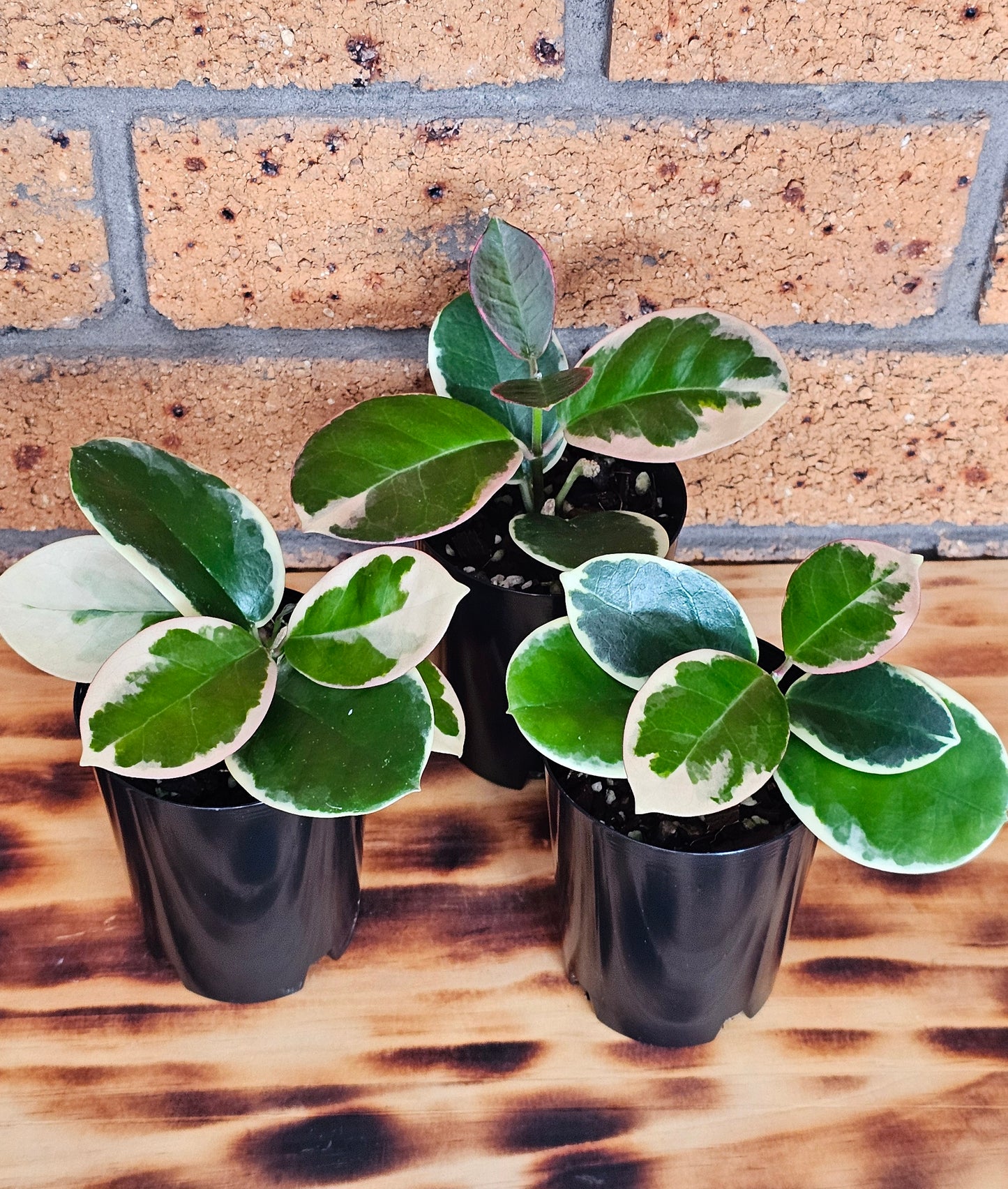 Hoya australis 'Outer Variegated' Blondie