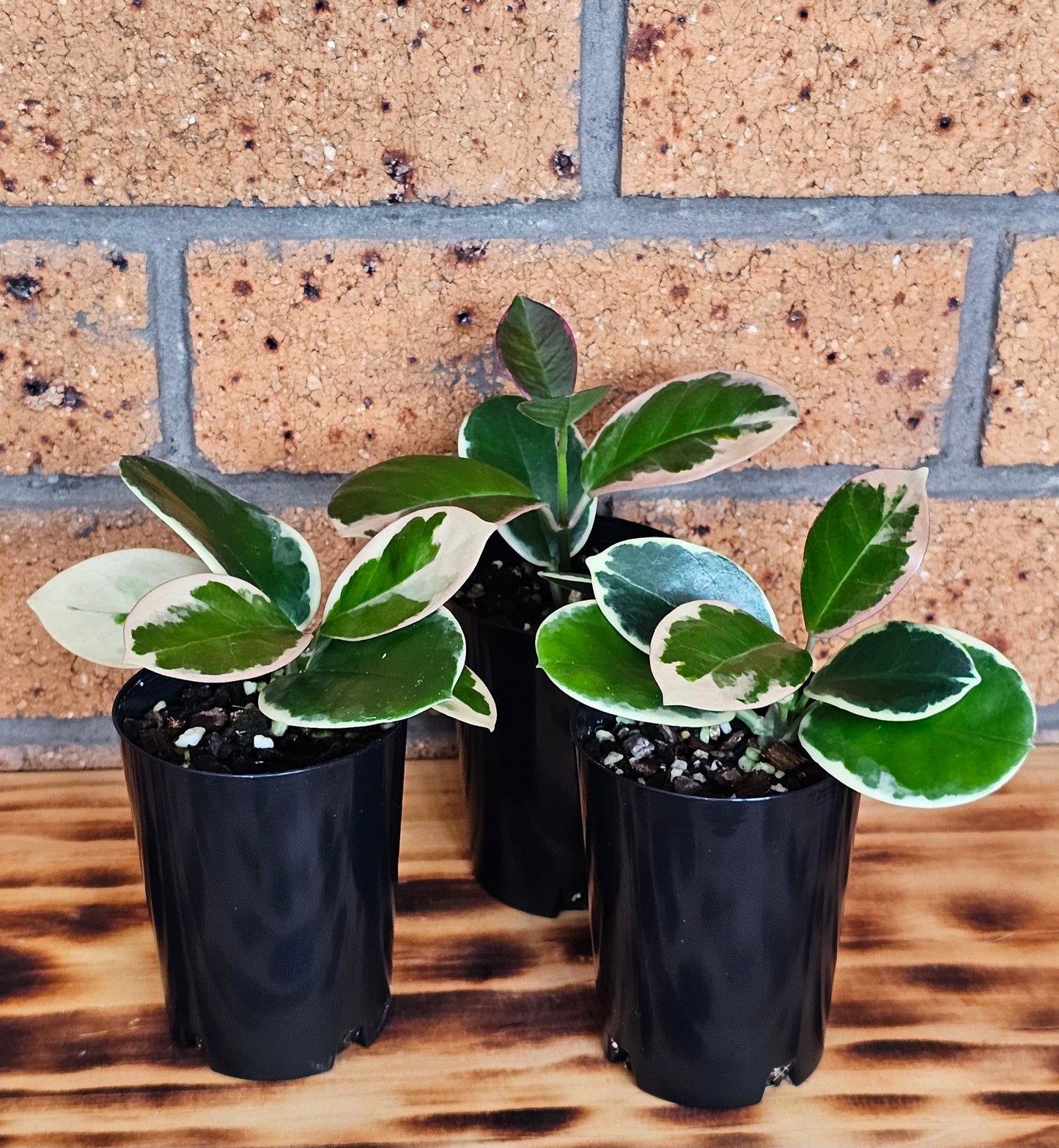 Hoya australis 'Outer Variegated' Blondie