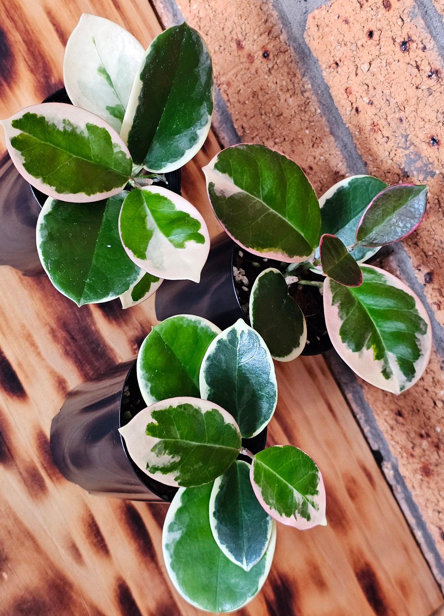 Hoya australis 'Outer Variegated' Blondie