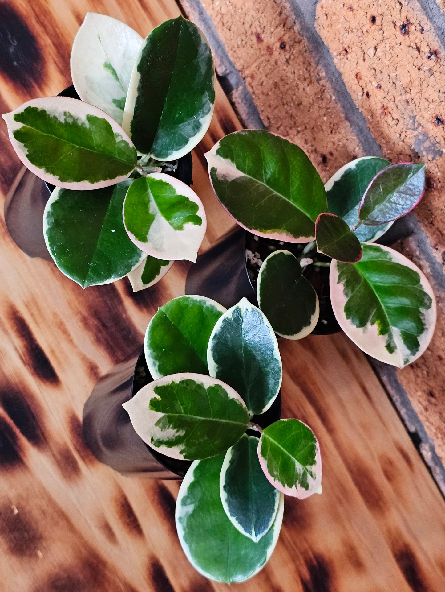 Hoya australis 'Outer Variegated' Blondie