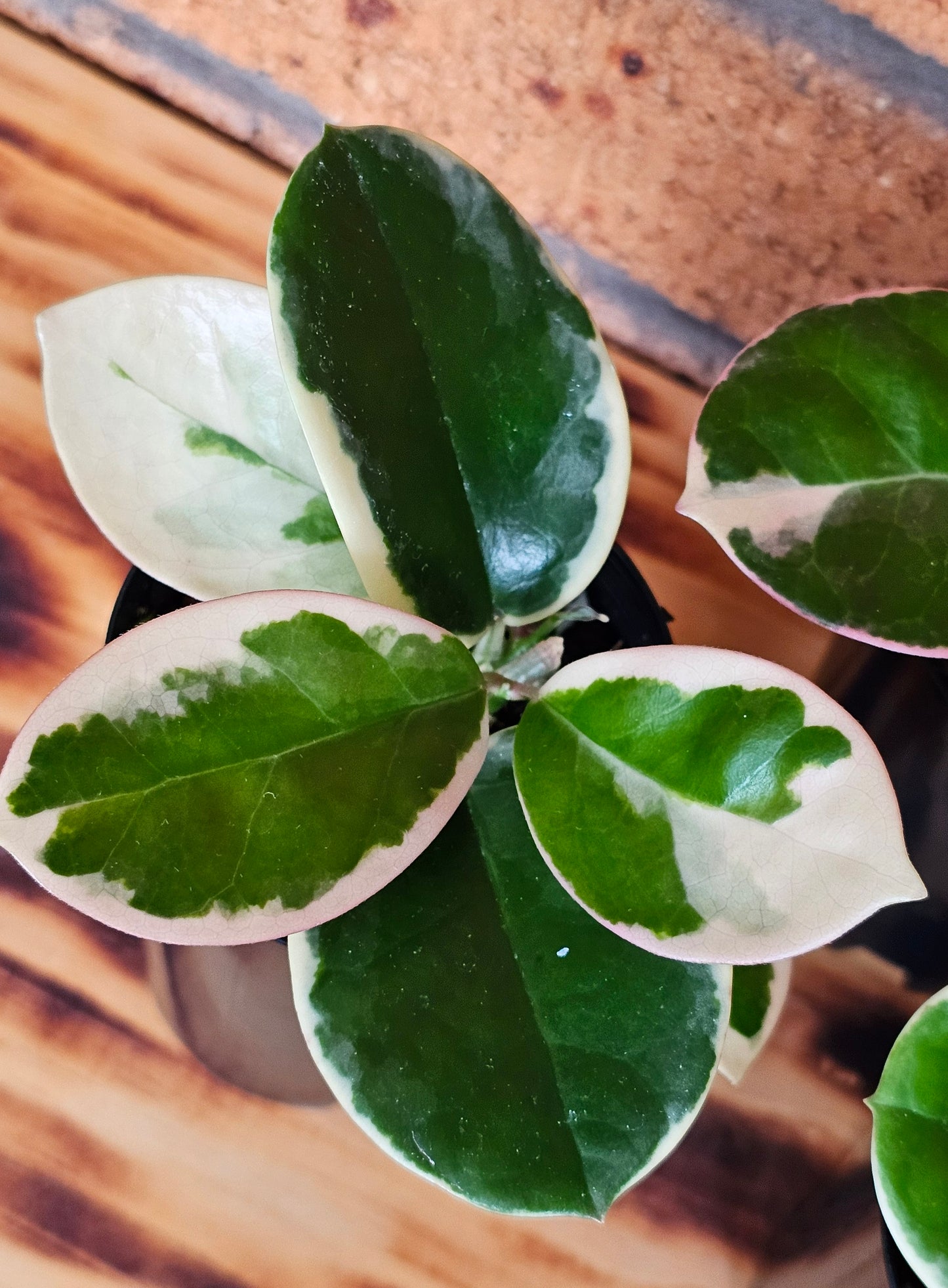 Hoya australis 'Outer Variegated' Blondie
