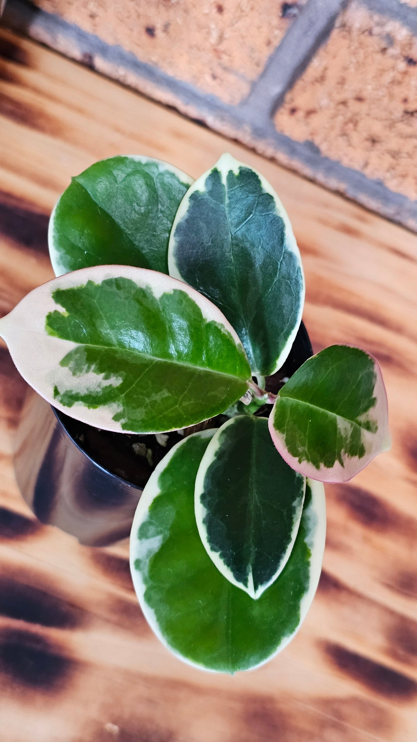 Hoya australis 'Outer Variegated' Blondie
