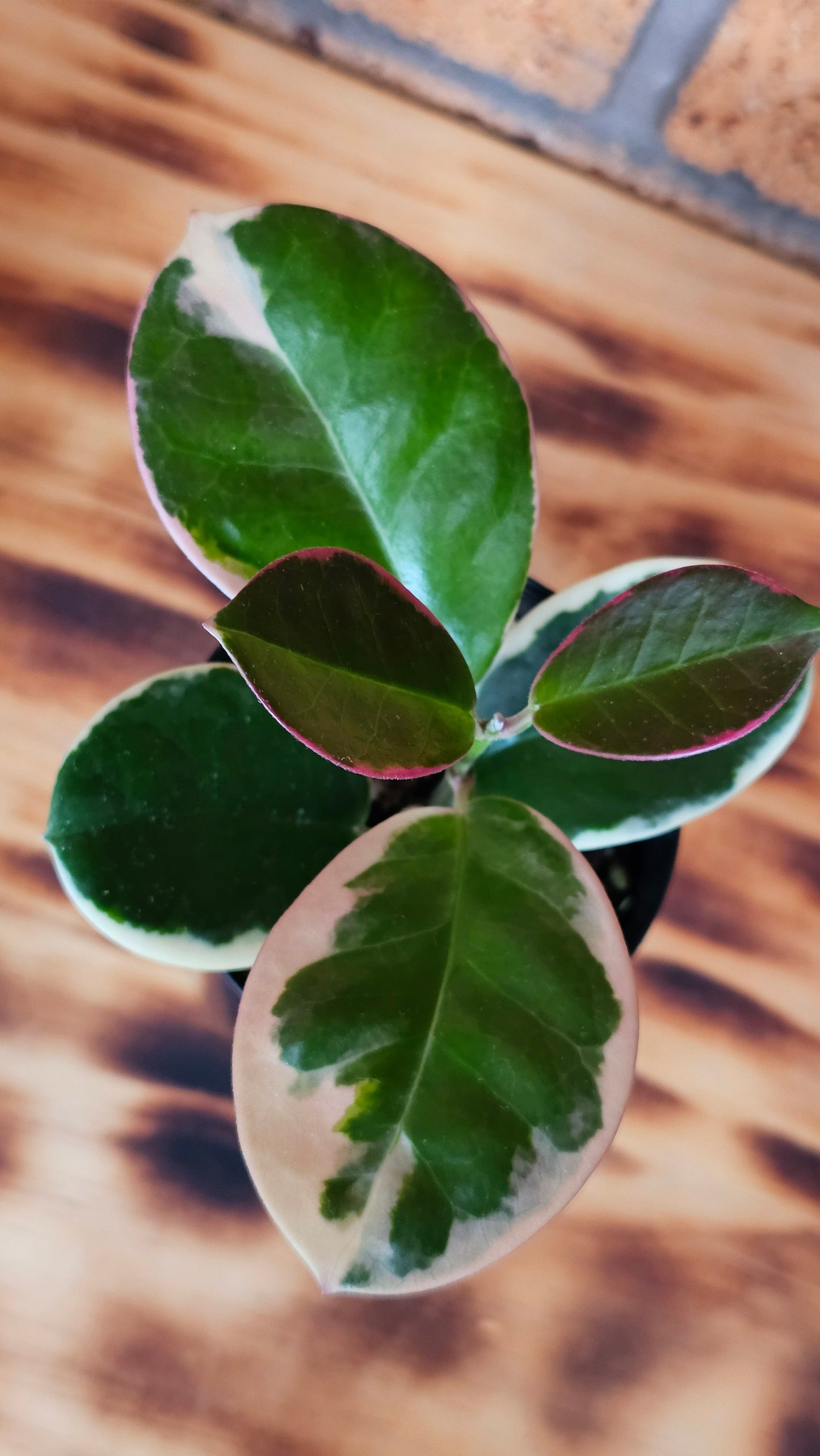 Hoya australis 'Outer Variegated' Blondie