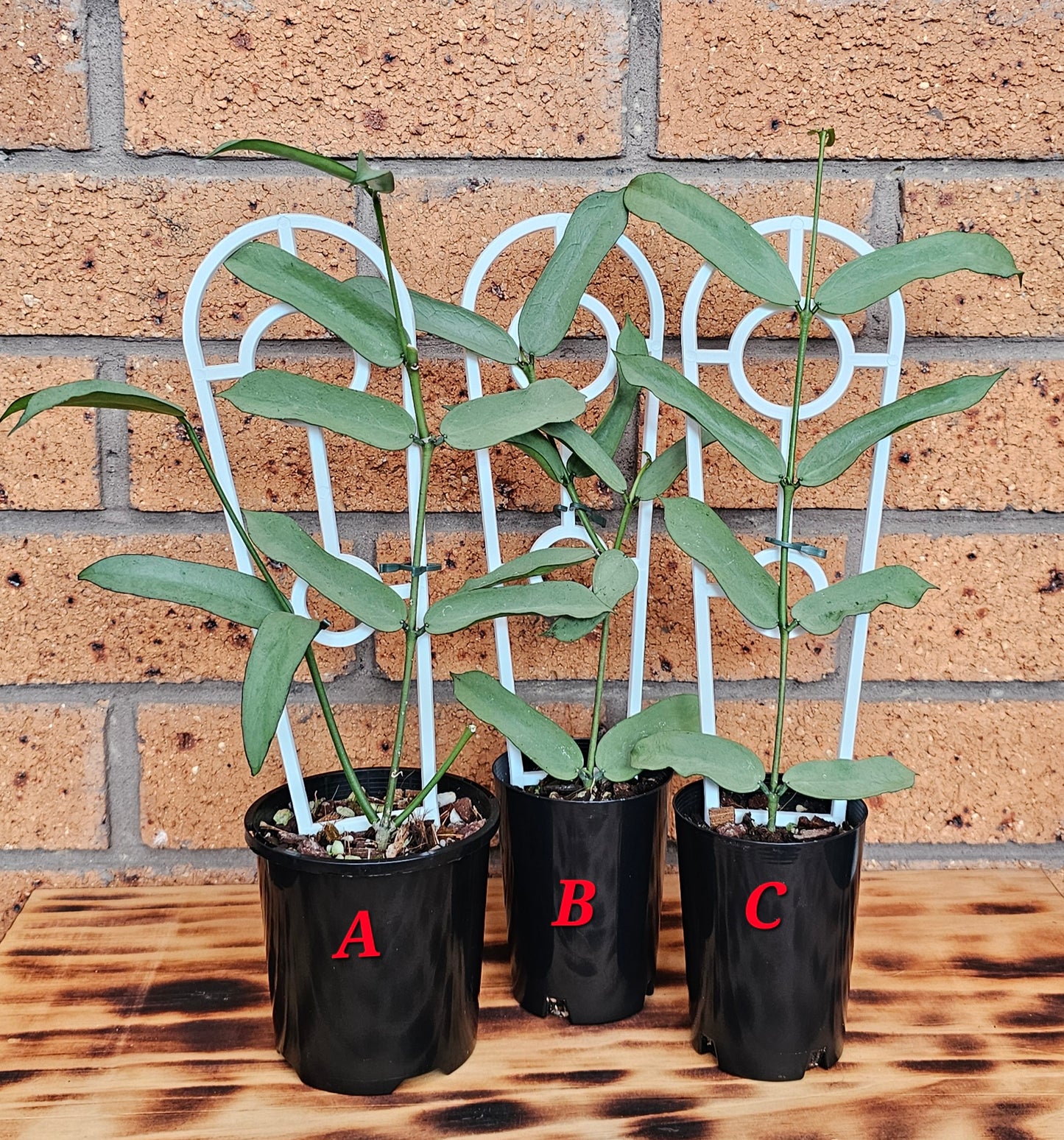 Hoya Pandurata 'Tsiang Silver'