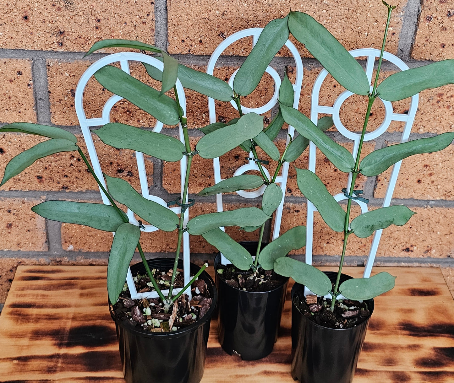 Hoya Pandurata 'Tsiang Silver'