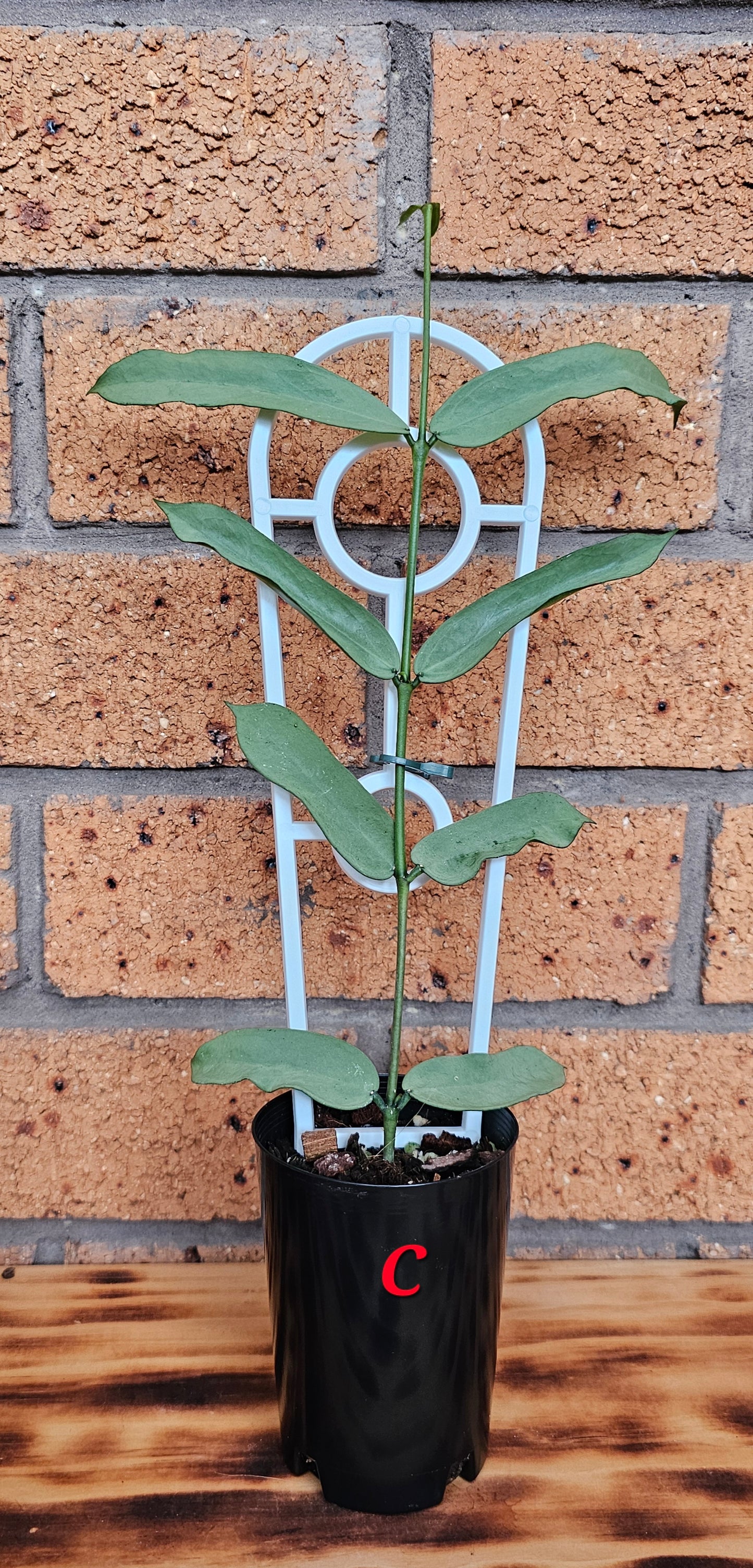 Hoya Pandurata 'Tsiang Silver'