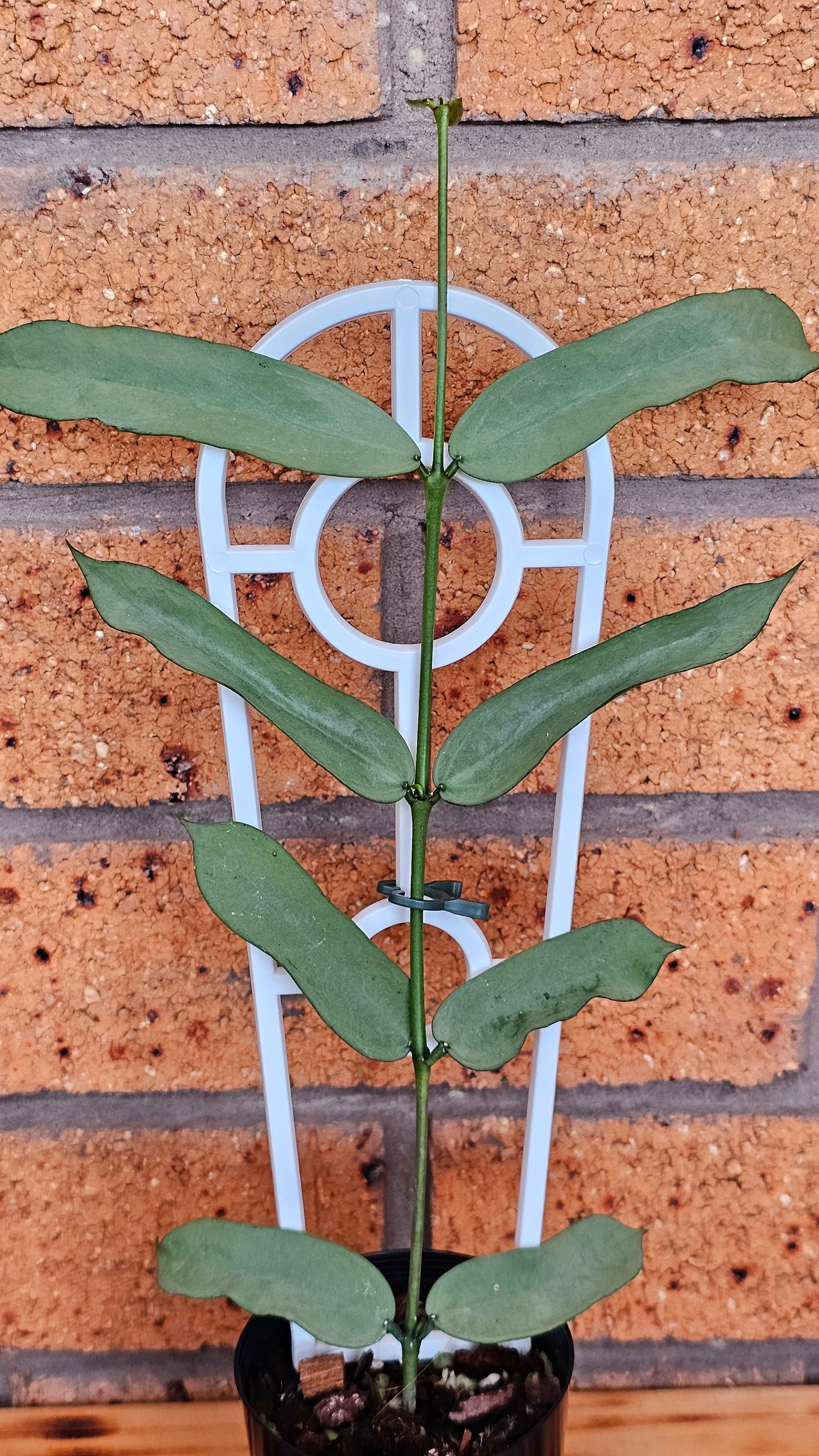 Hoya Pandurata 'Tsiang Silver'