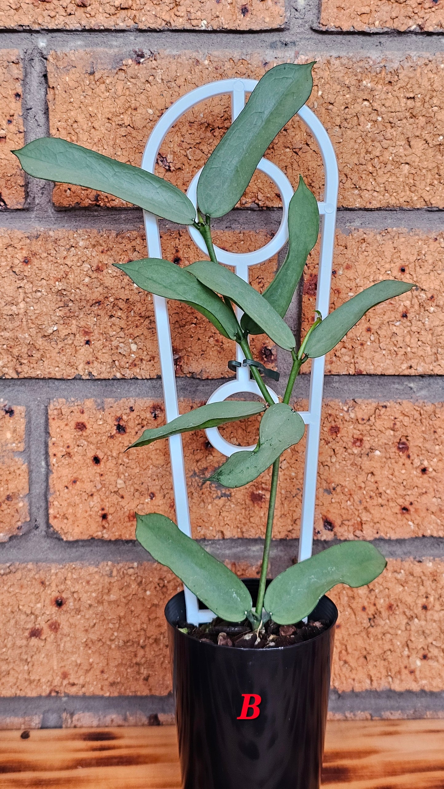 Hoya Pandurata 'Tsiang Silver'