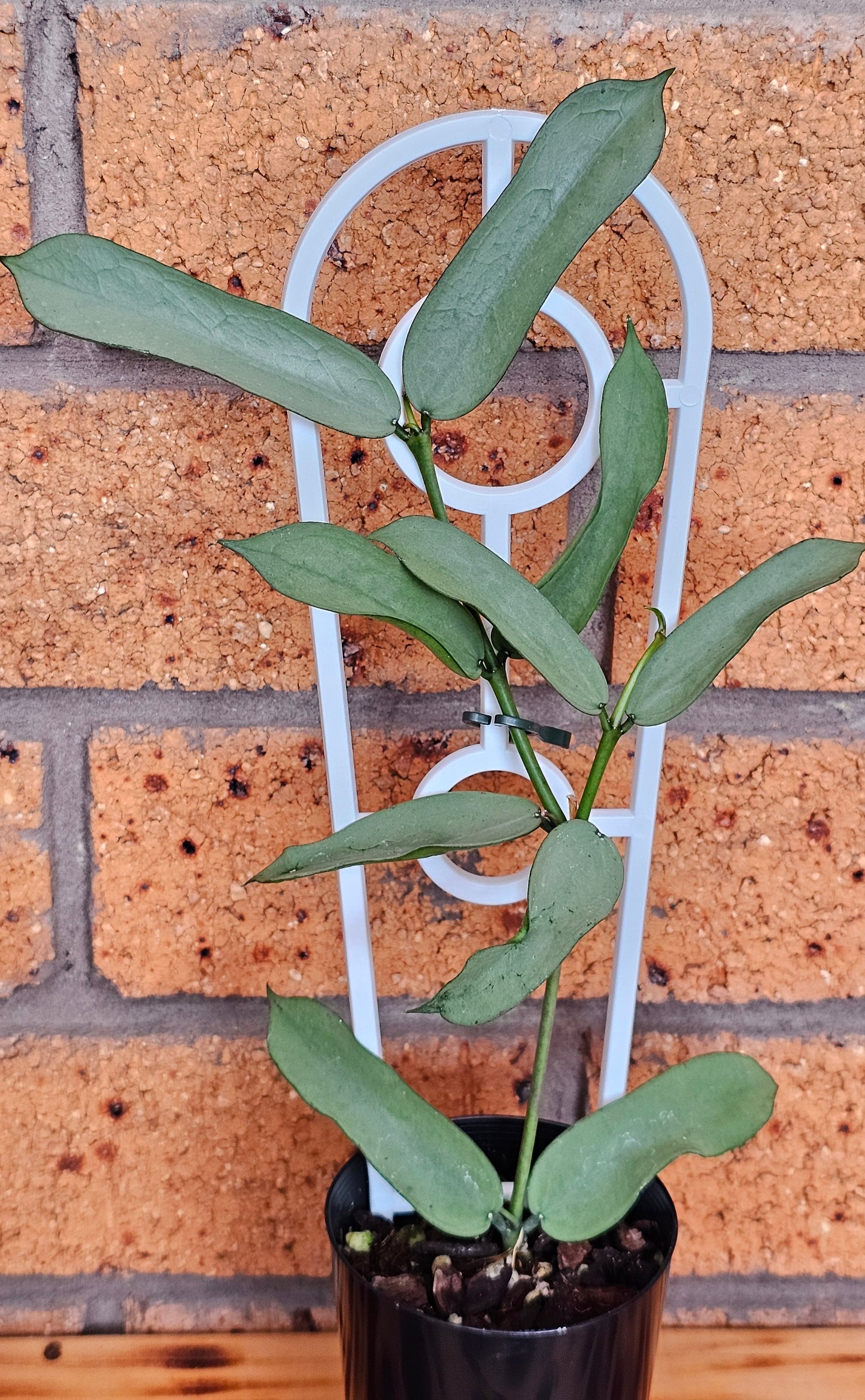 Hoya Pandurata 'Tsiang Silver'