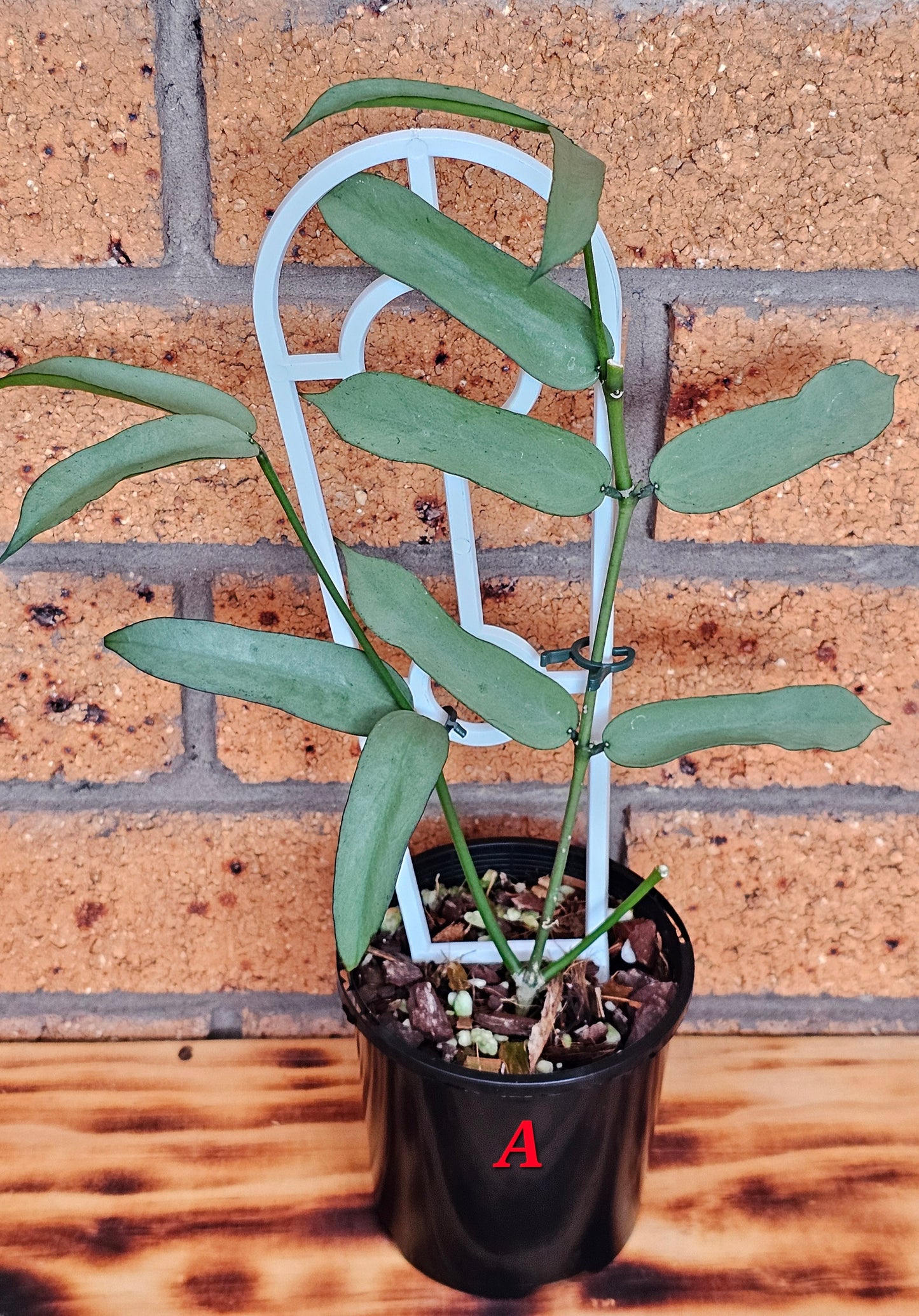 Hoya Pandurata 'Tsiang Silver'