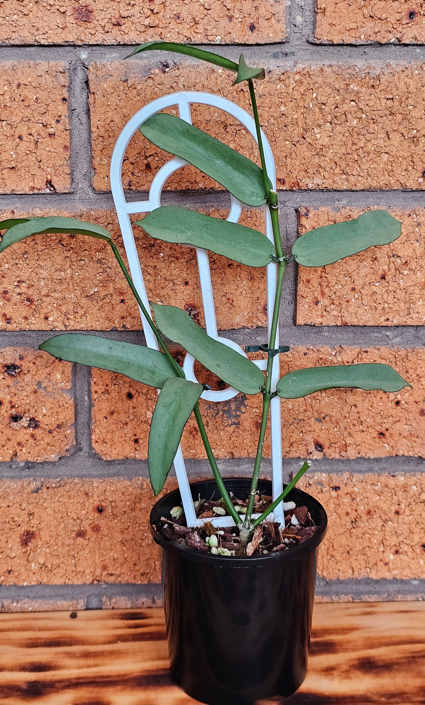 Hoya Pandurata 'Tsiang Silver'