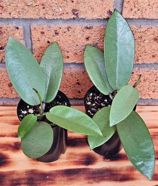 💥Hoya 'Silver Dollar'💥