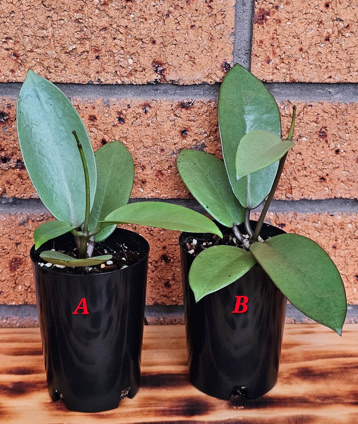 💥Hoya 'Silver Dollar'💥