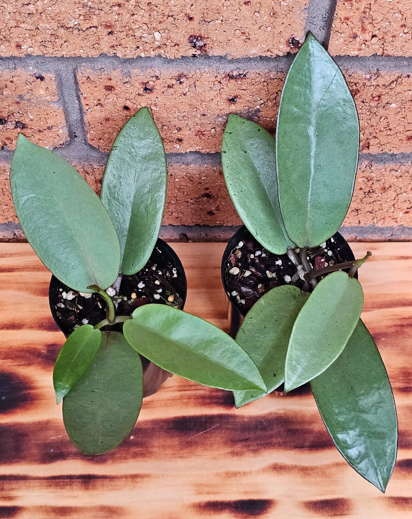 💥Hoya 'Silver Dollar'💥