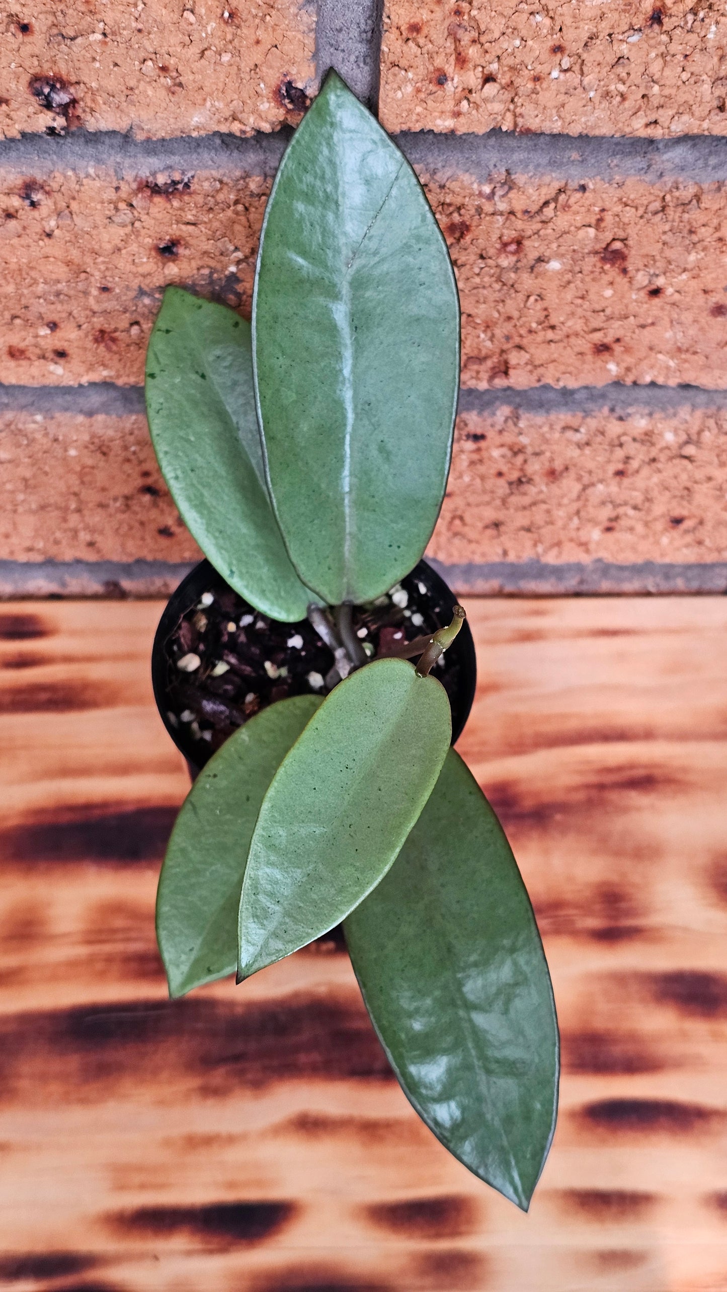 💥Hoya 'Silver Dollar'💥