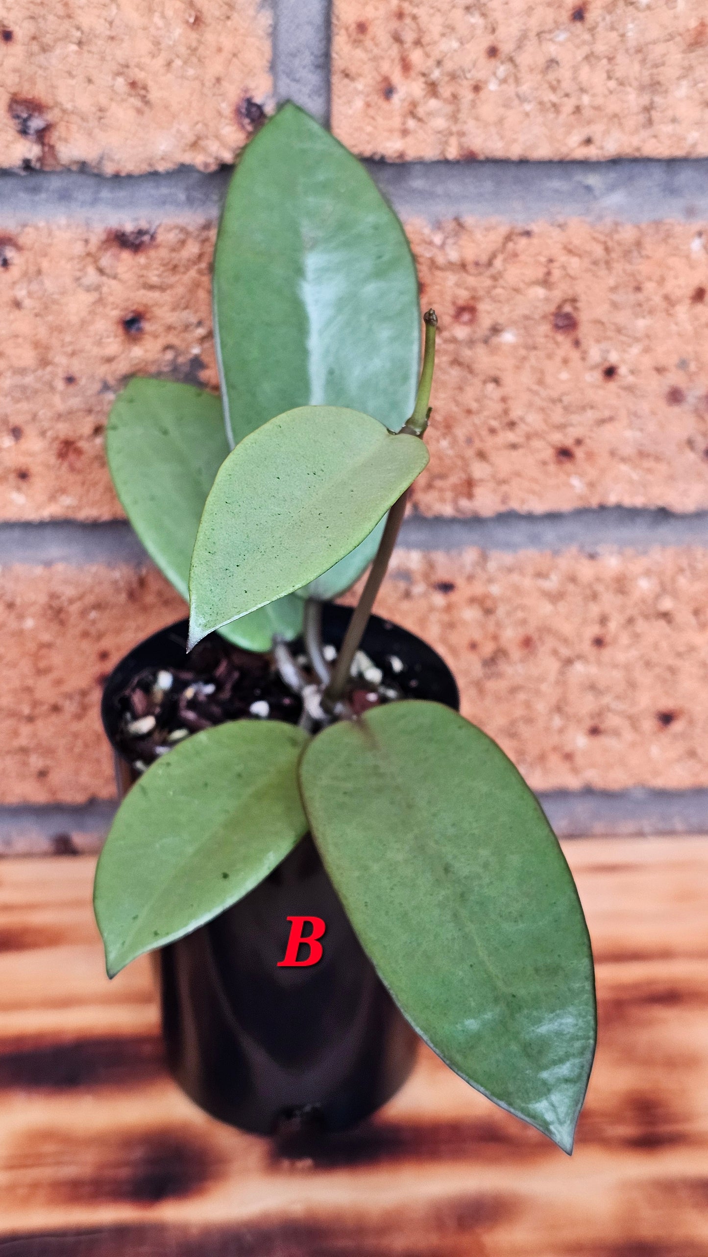 💥Hoya 'Silver Dollar'💥