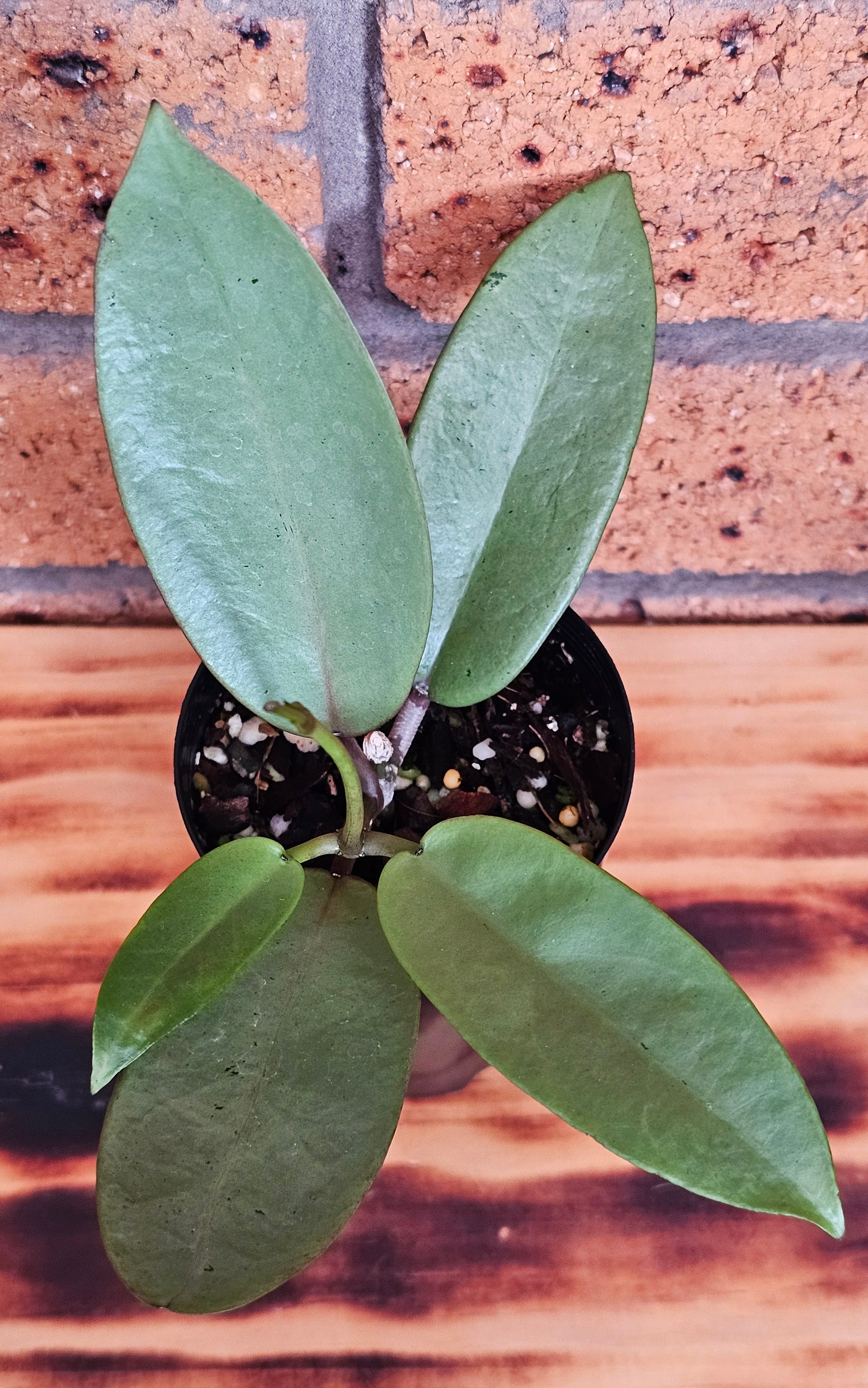 💥Hoya 'Silver Dollar'💥