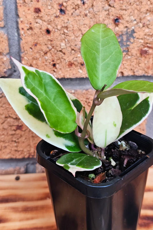 🦄💥💫Hoya verticillata 'Panglay'💫💥🦄