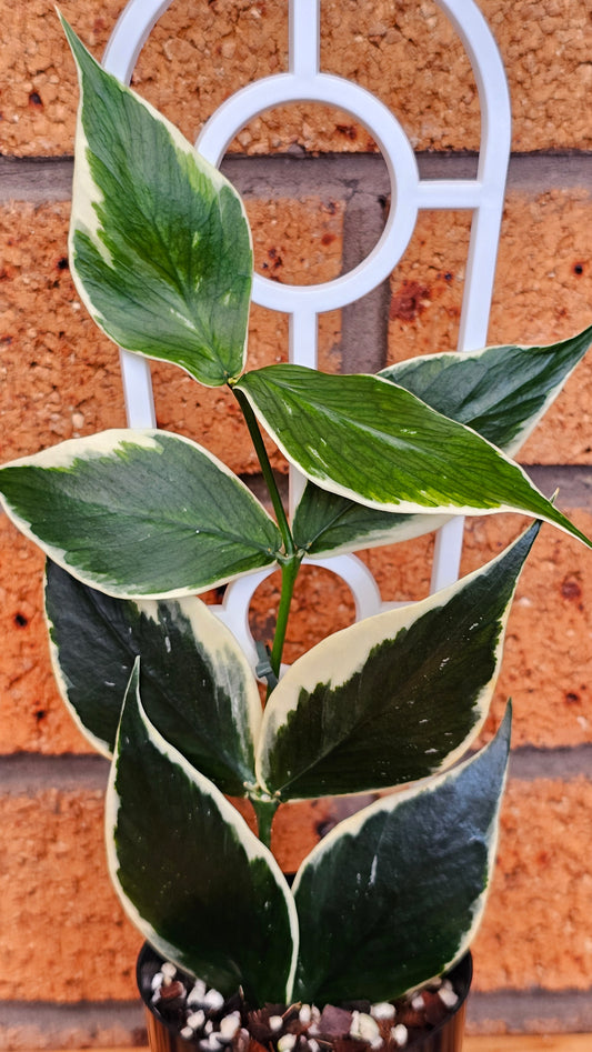 💥Hoya polyneura Albomarginata 💥
