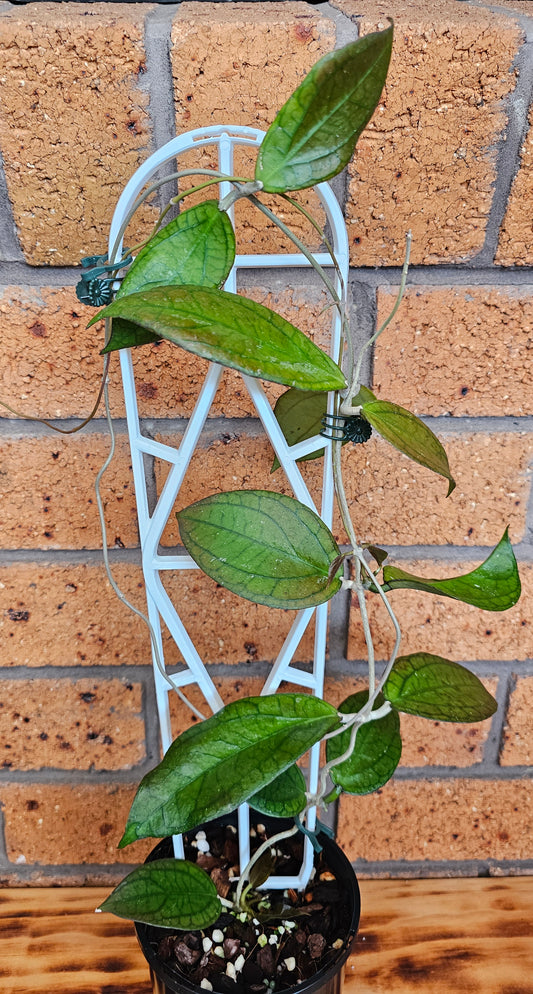 💥 Hoya 'Tequila Sunrise' 💥