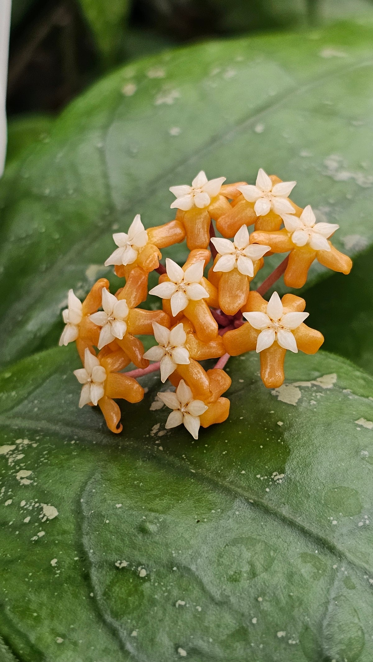 Hoya vitellina 'Orange'