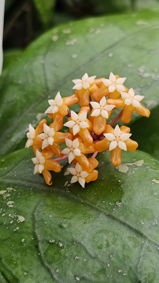 Hoya vitellina 'Orange'